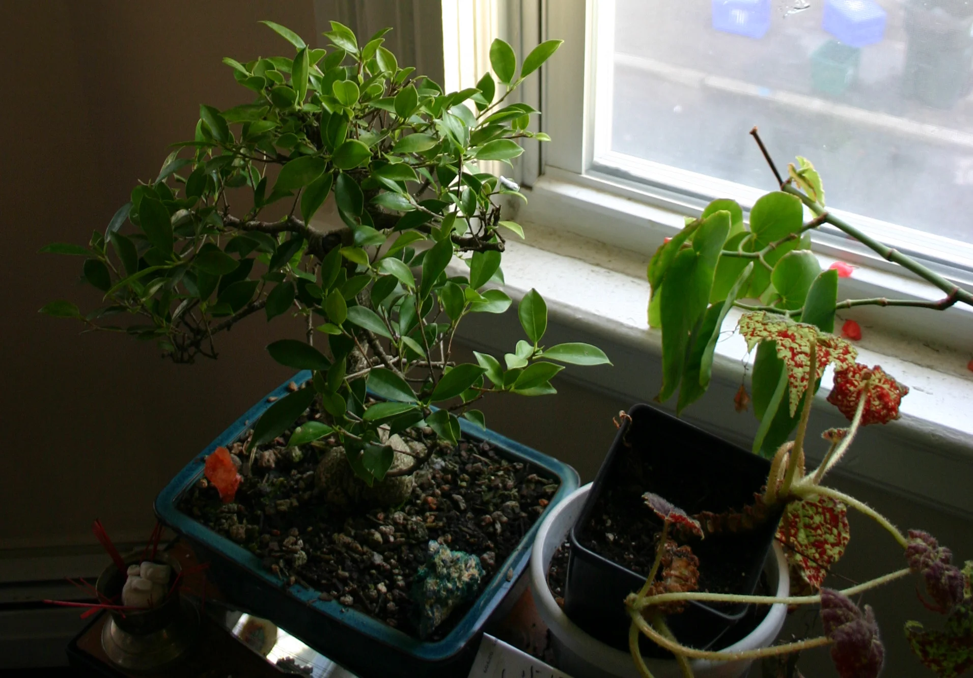 Ficus.jpg