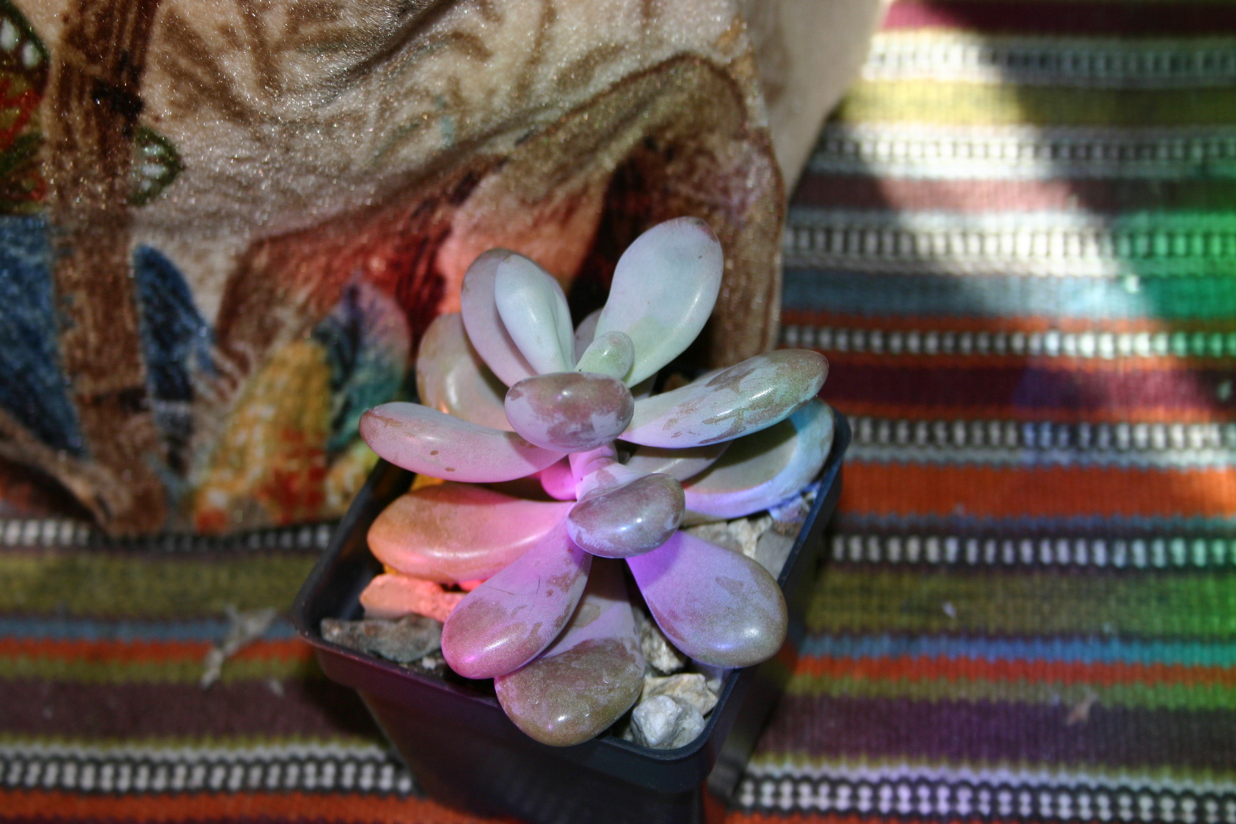 Graptoveria.JPG