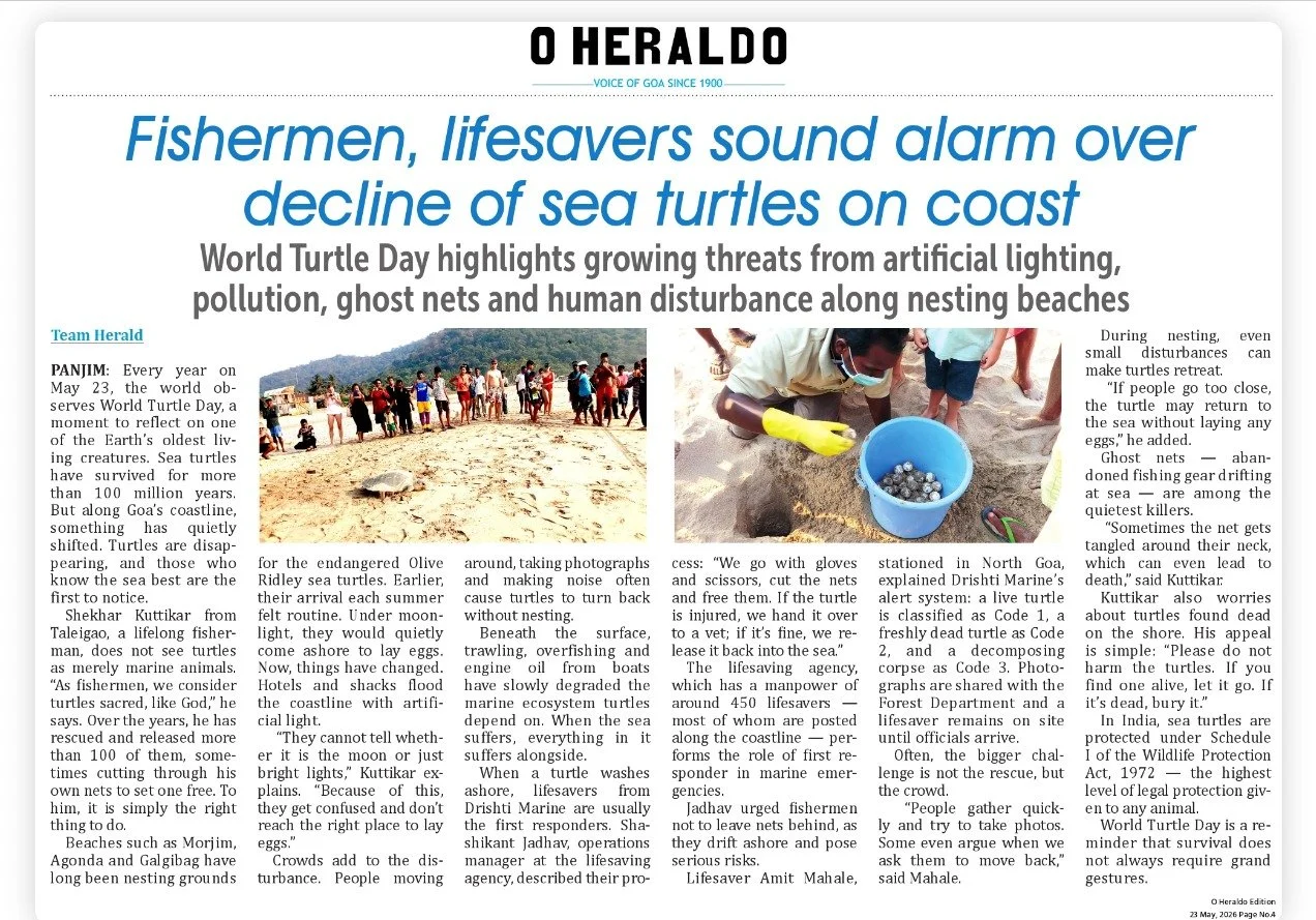 Fishermen, lifesavers sound alarm over decline of sea turtles on coast