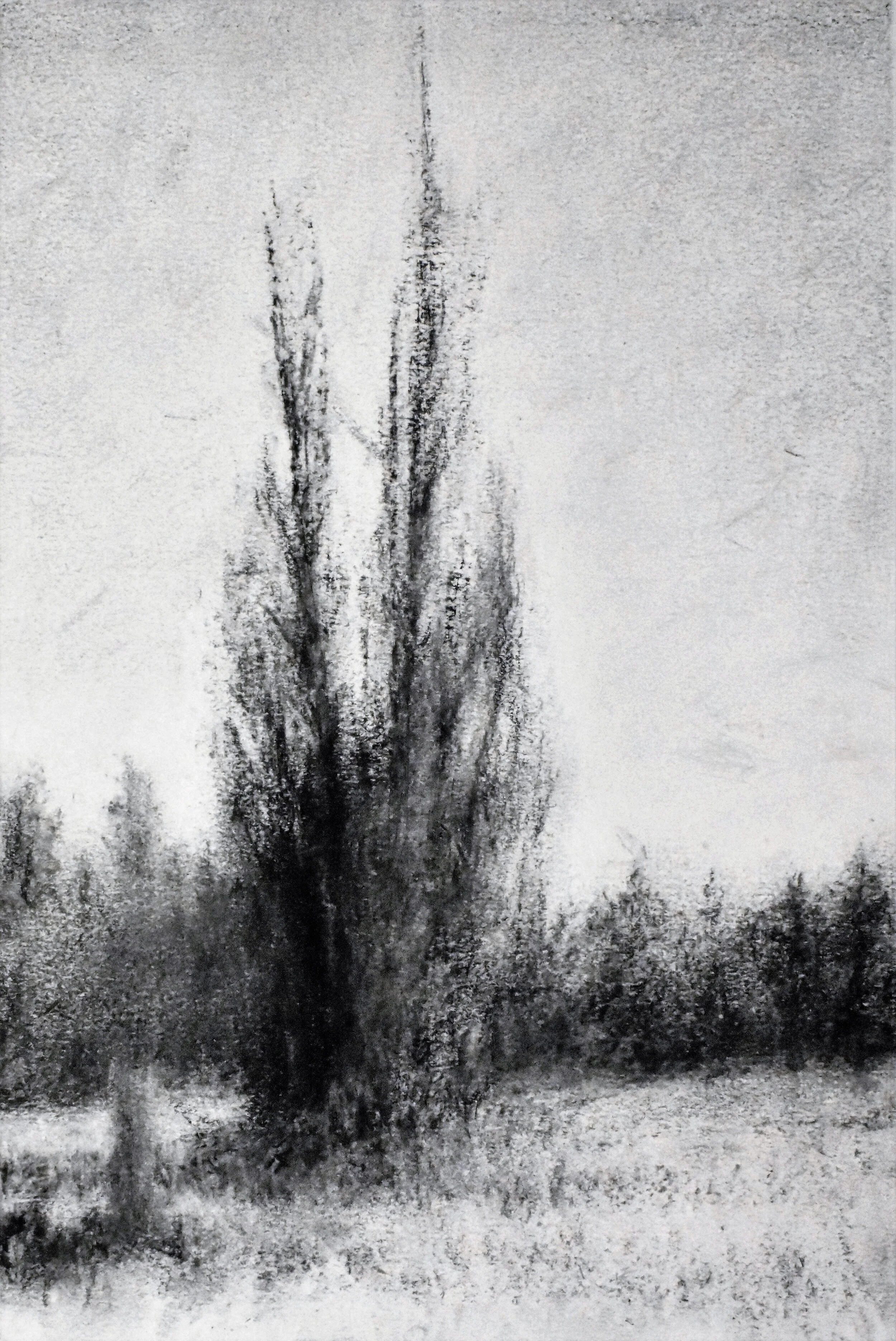 Untitled (Poplar II), conte on paper, 16" x 12", 2018