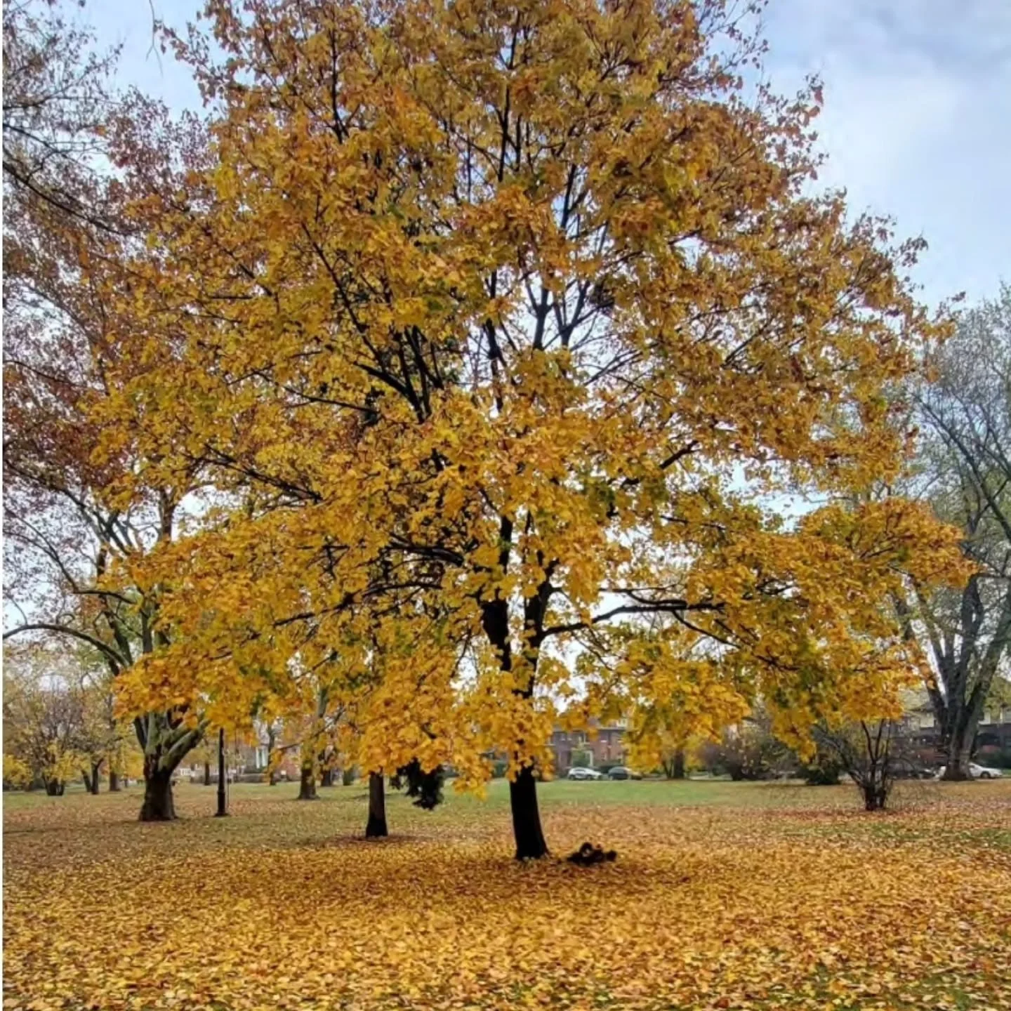 1 spot just opened on Sunday's Boston Edison Tour. This is a brand-new tour for 2025, developed in partnership with @preservationdetroit. Snap it up at www.wheelhousedetroit.com/public-tours  @bostonedisondetroit #bostonedisonbicycletour #voigtpark #