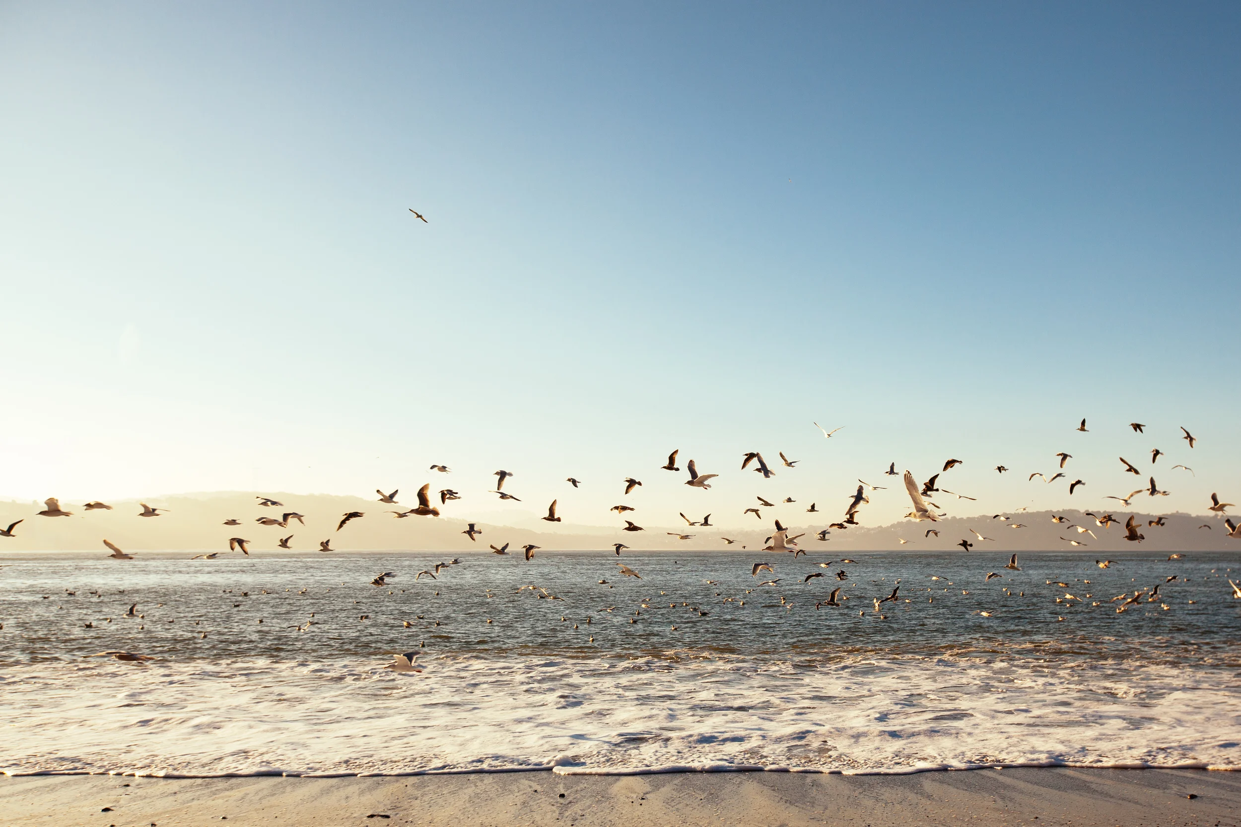 Birds at Sunrise, Kirby Beach, San Francisco