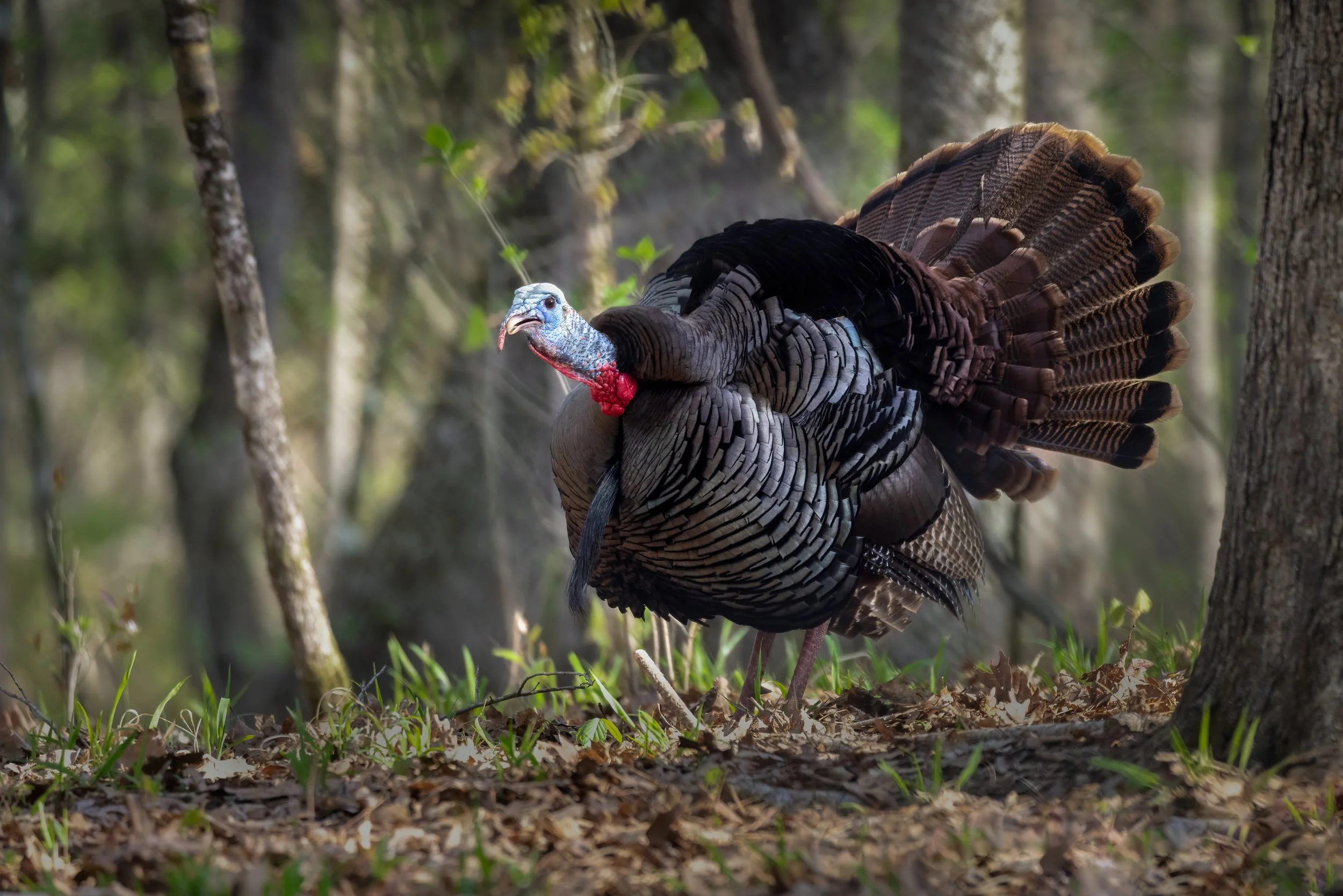 Tracking Eastern wild turkeys crossing the Sabine River from Louisiana into East Texas