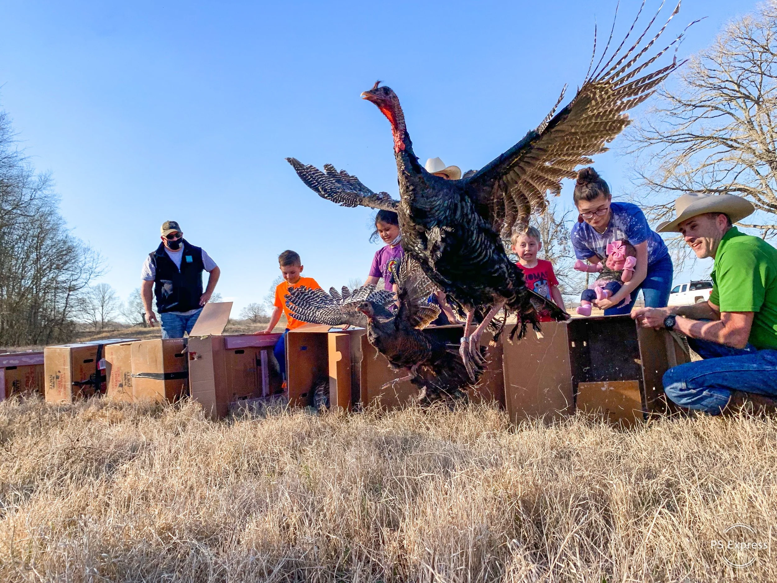 TPWD Wild Turkey Program Update - Incidental Summer Brood Surveys