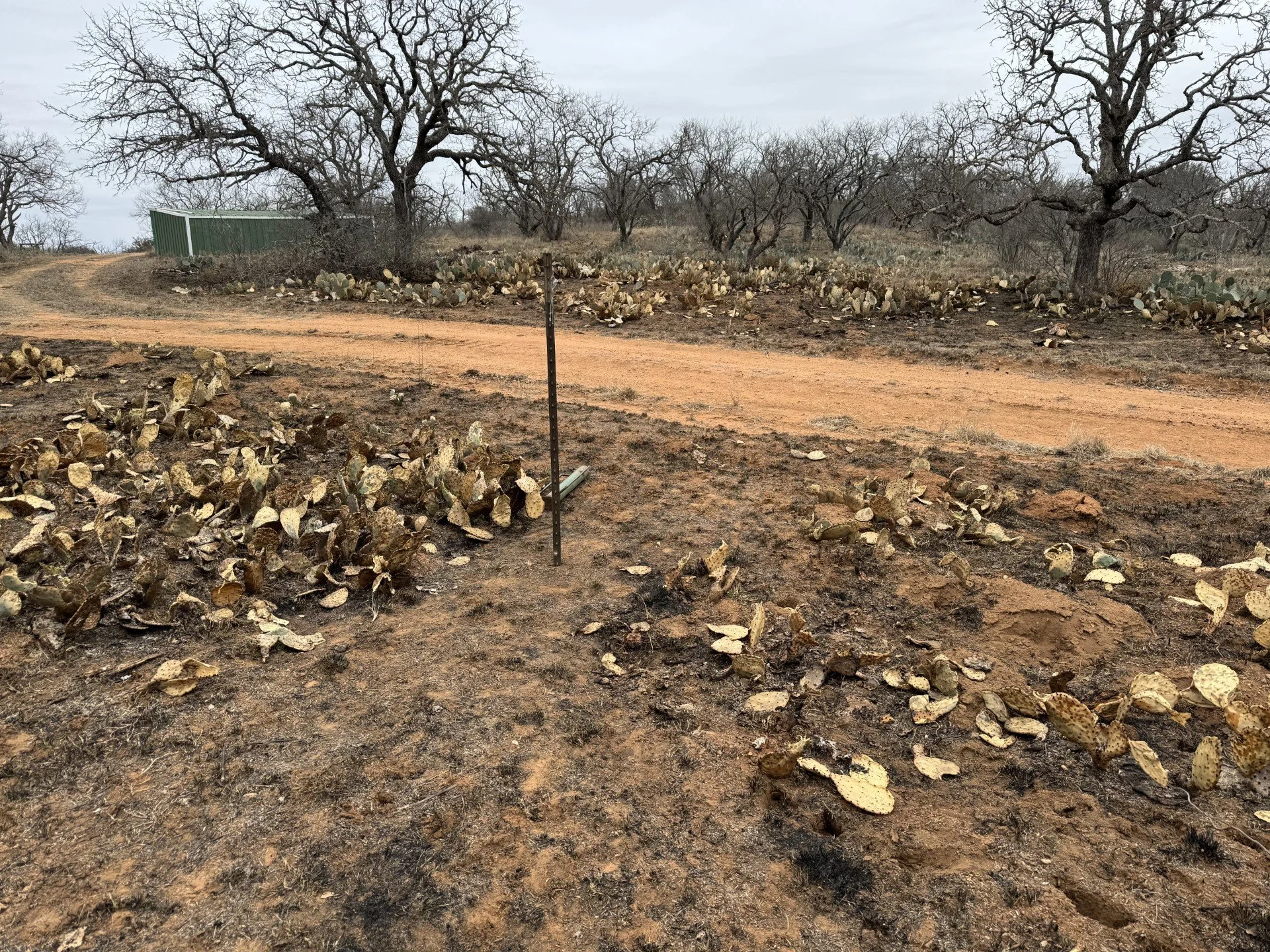 NWTF Texas and Texas Parks and Wildlife partner to restore habitat in Mason County, Texas
