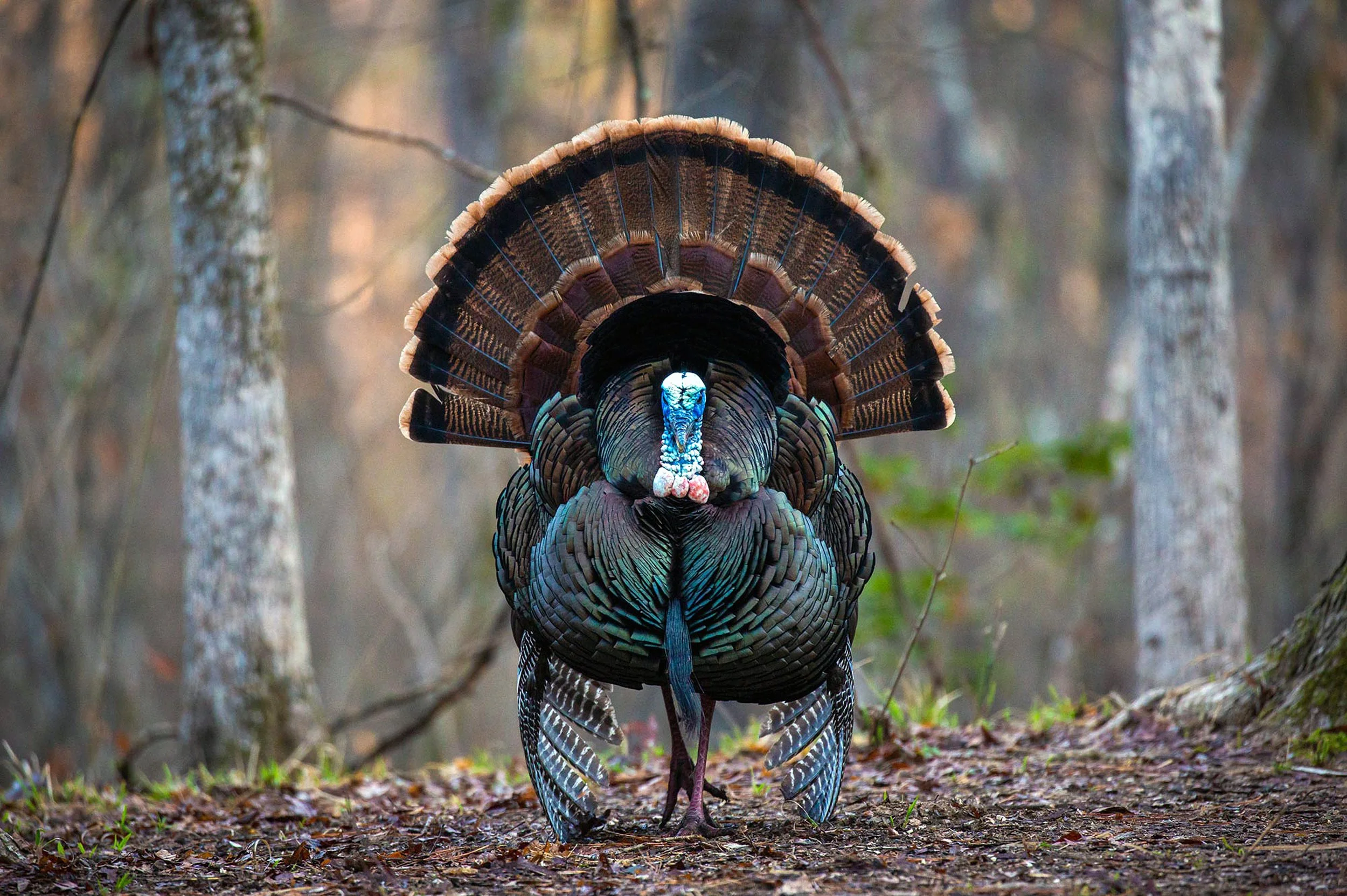 Solid or improving turkey numbers in many western states should make the adventure more than worthwhile