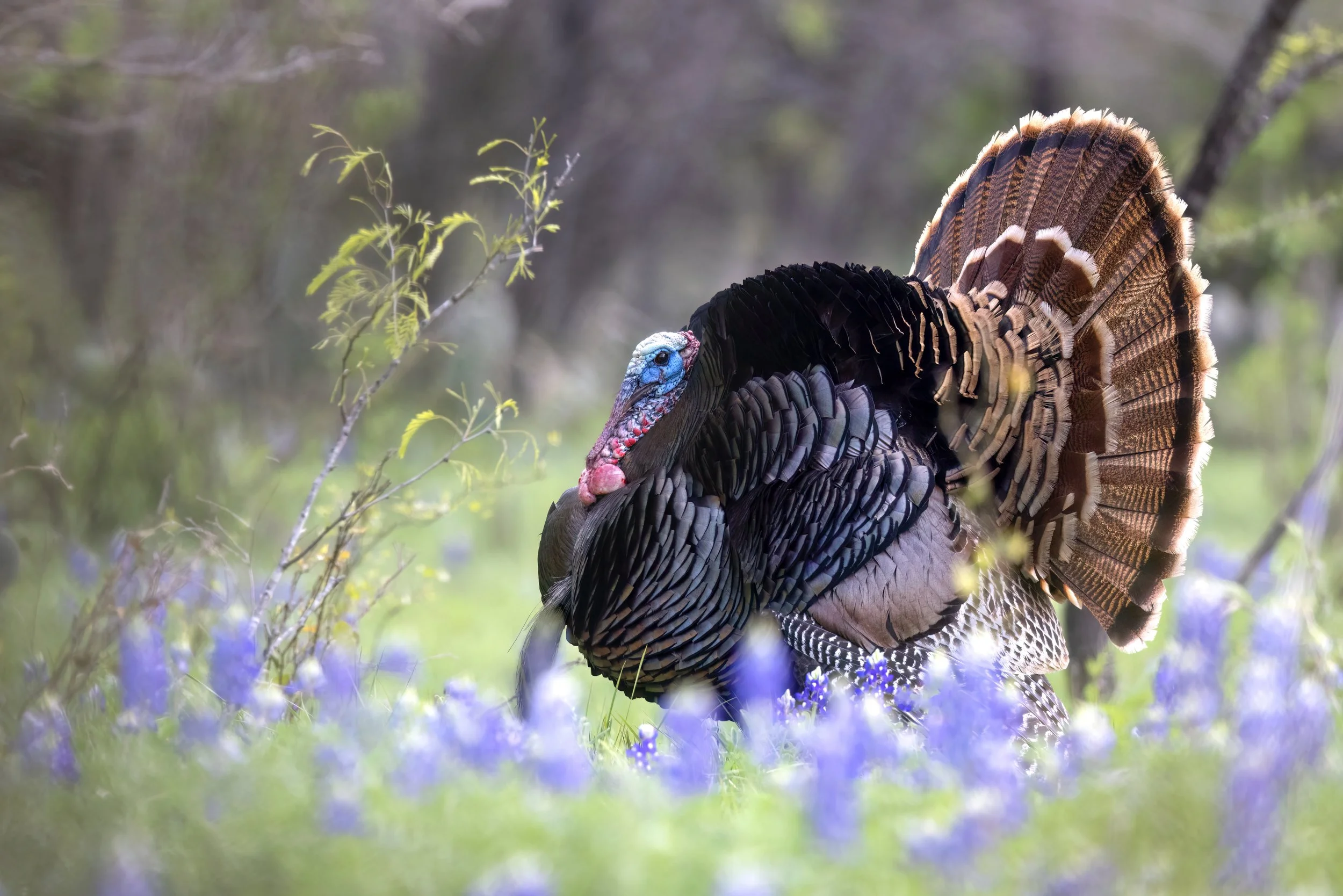 Spring turkey hunting seasons in Texas brings a need to know tips, tactics, and regulations