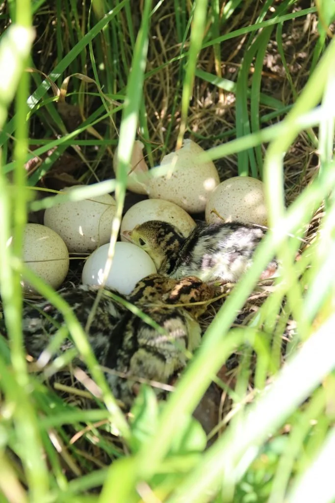 Tracking the survival of young turkeys and renesting efforts can have a direct correlation to future seasons.