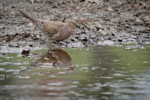 Dove hunting forecast looks amazing across Texas this year as population reach near record highs again