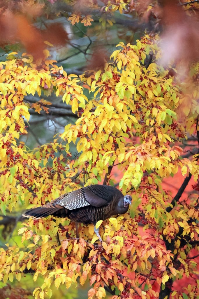 Check out the Turkey Hunting 2026 NWTF Fall Hunt Guide for Texas and the rest of the country