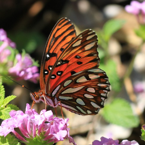 Gulf Fritillary