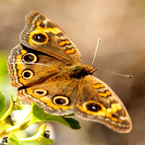 Mangrove Buckeye