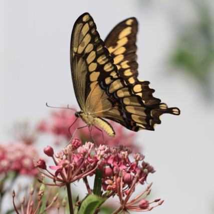 Giant Swallowtail