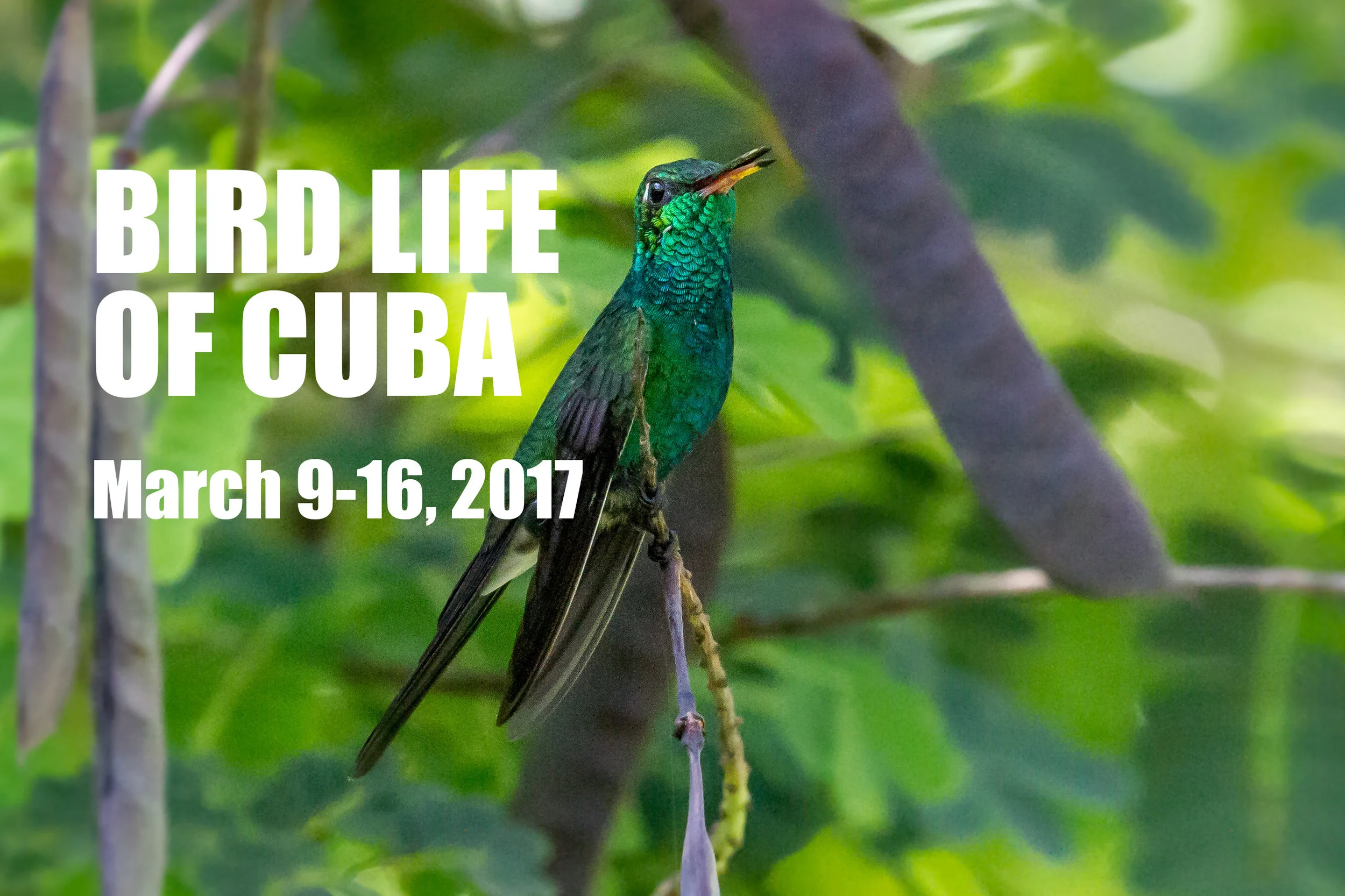 A Cuban Emerald, one 25 endemic species of birds found in Cuba. Photo by Mark Hedden.