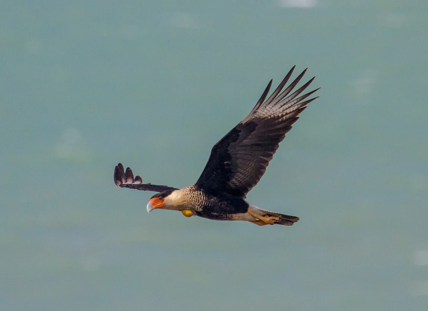Colombia Caracara (1 of 1) small.jpeg
