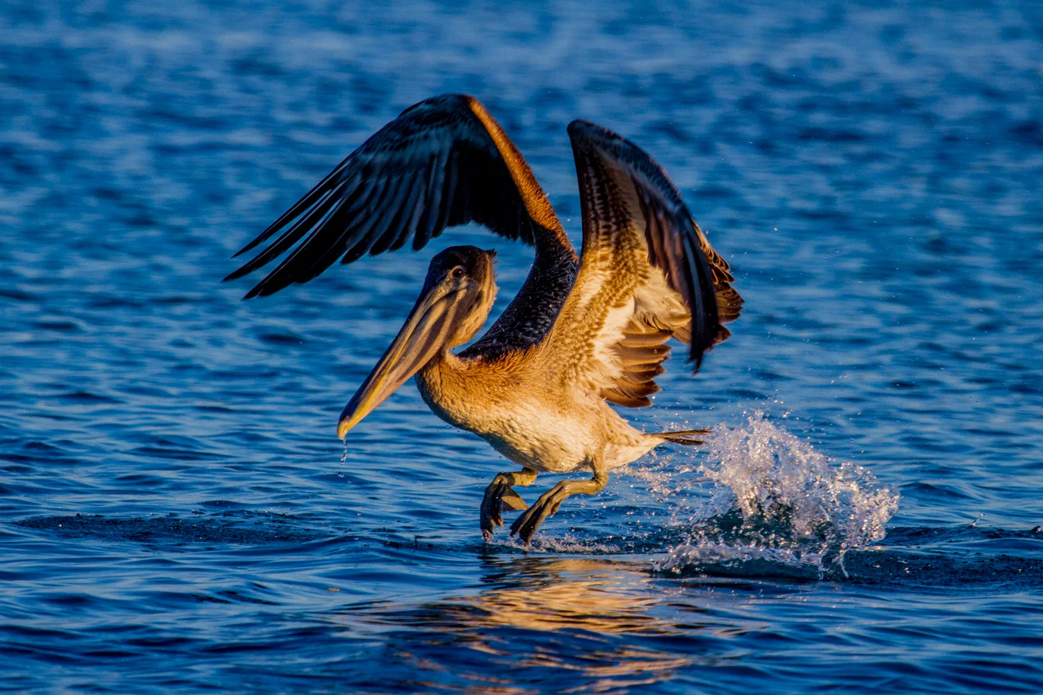 Florida Keys Audubon Society