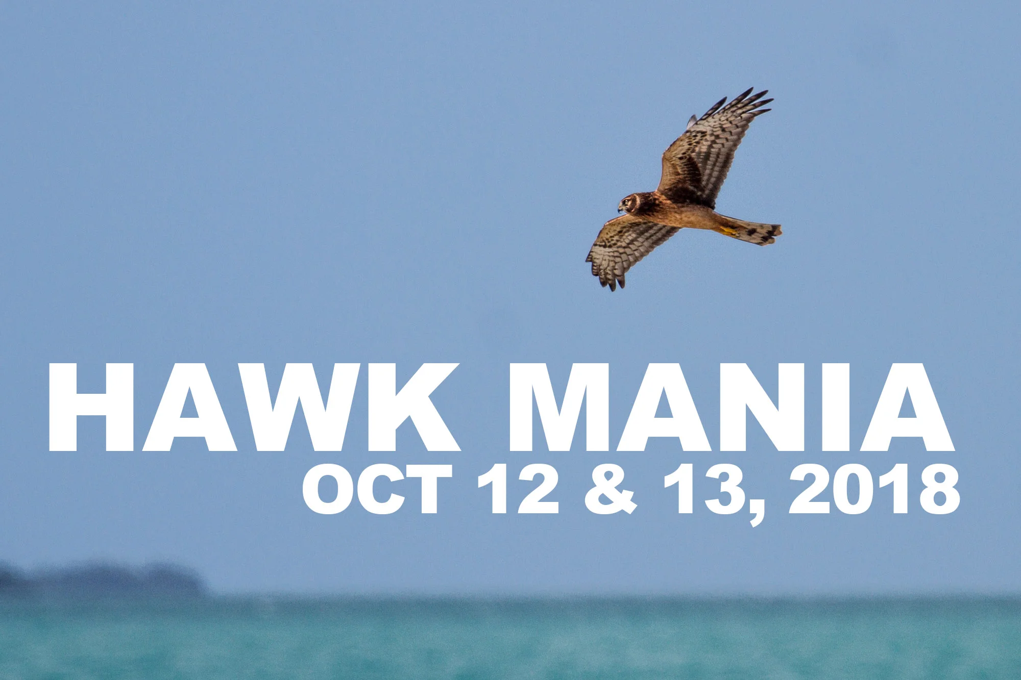 Hawk Mania 2018j.jpg