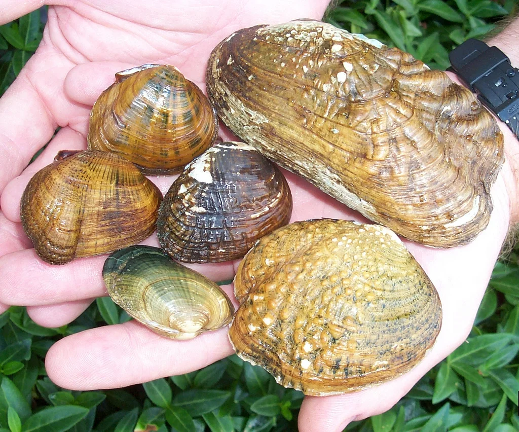 Mussel Monitoring Volunteer Opportunity