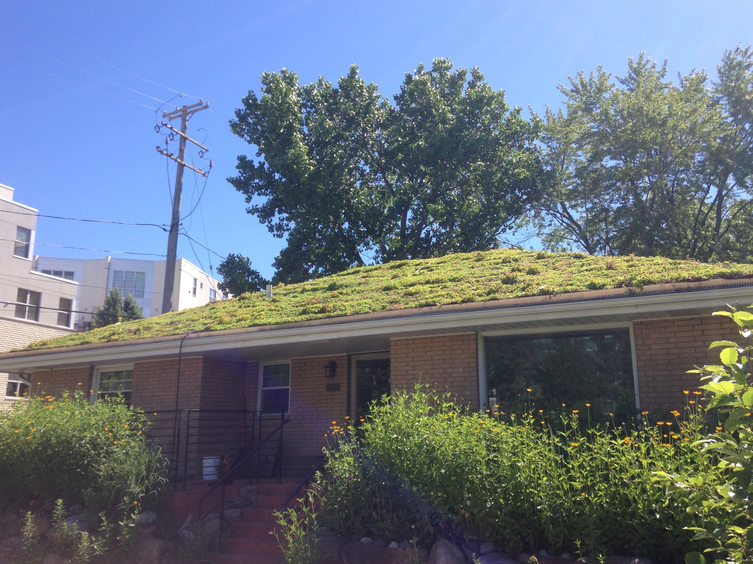 RRF Green Roof