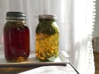 A daily dose of tea steeping in a quart jar. 