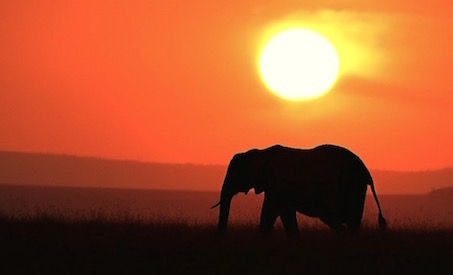 Trauma is often the elephant in the room.
