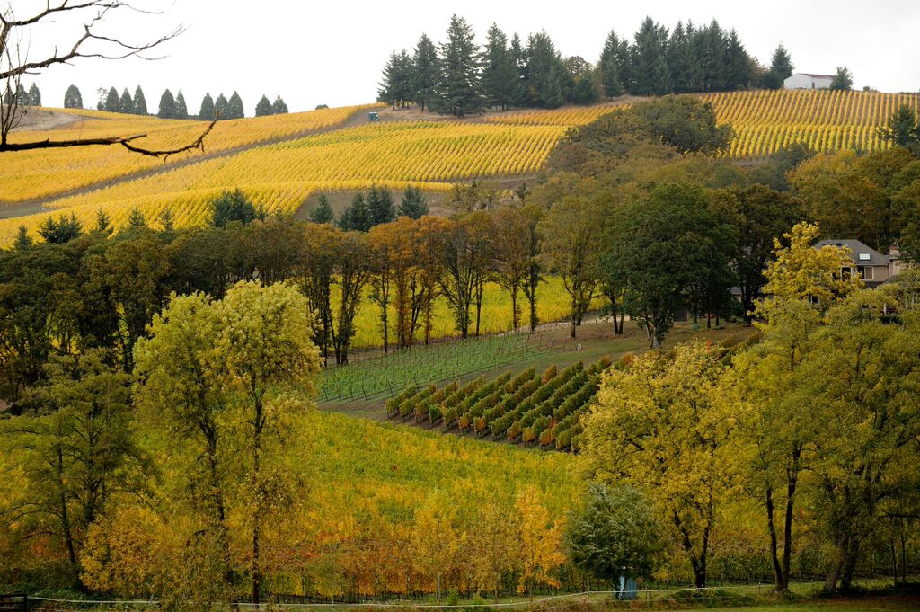 zenith vineyard