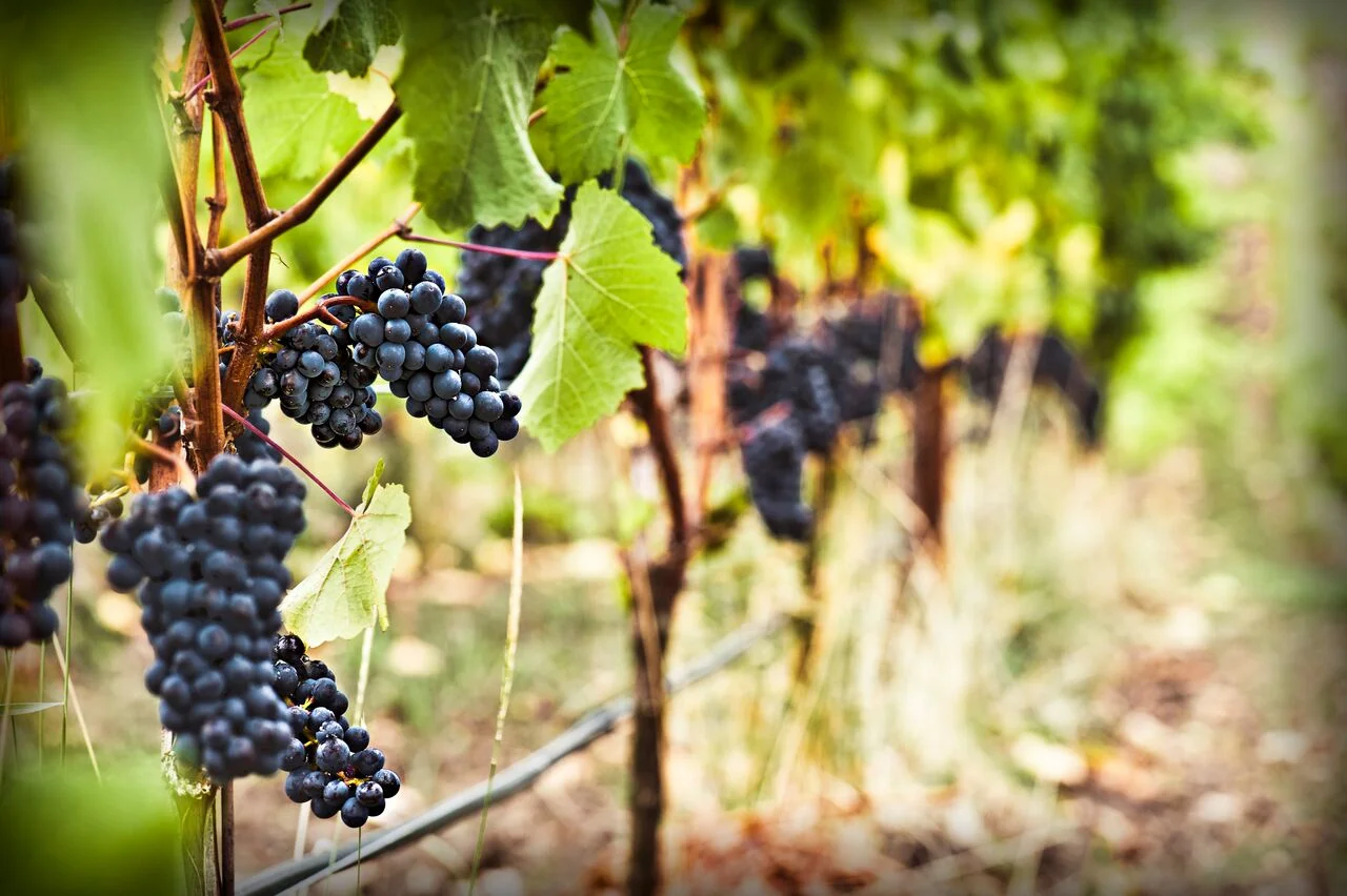 Oregon Pinot Noir, Oregon Vineyard Wedding & Event Venue — Zenith Vineyard