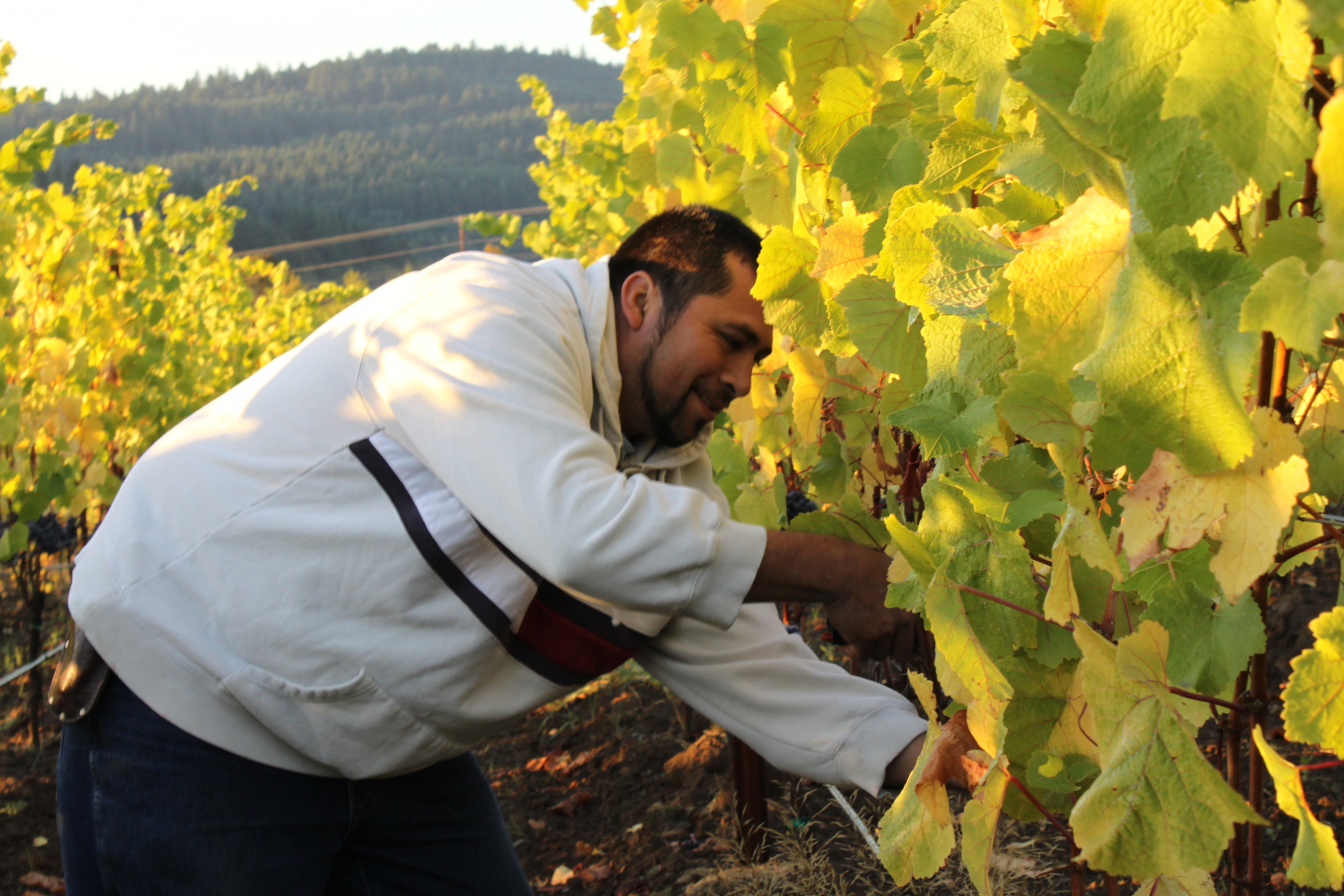 Pedro Martinez - Zenith's Excellent Farm Manager