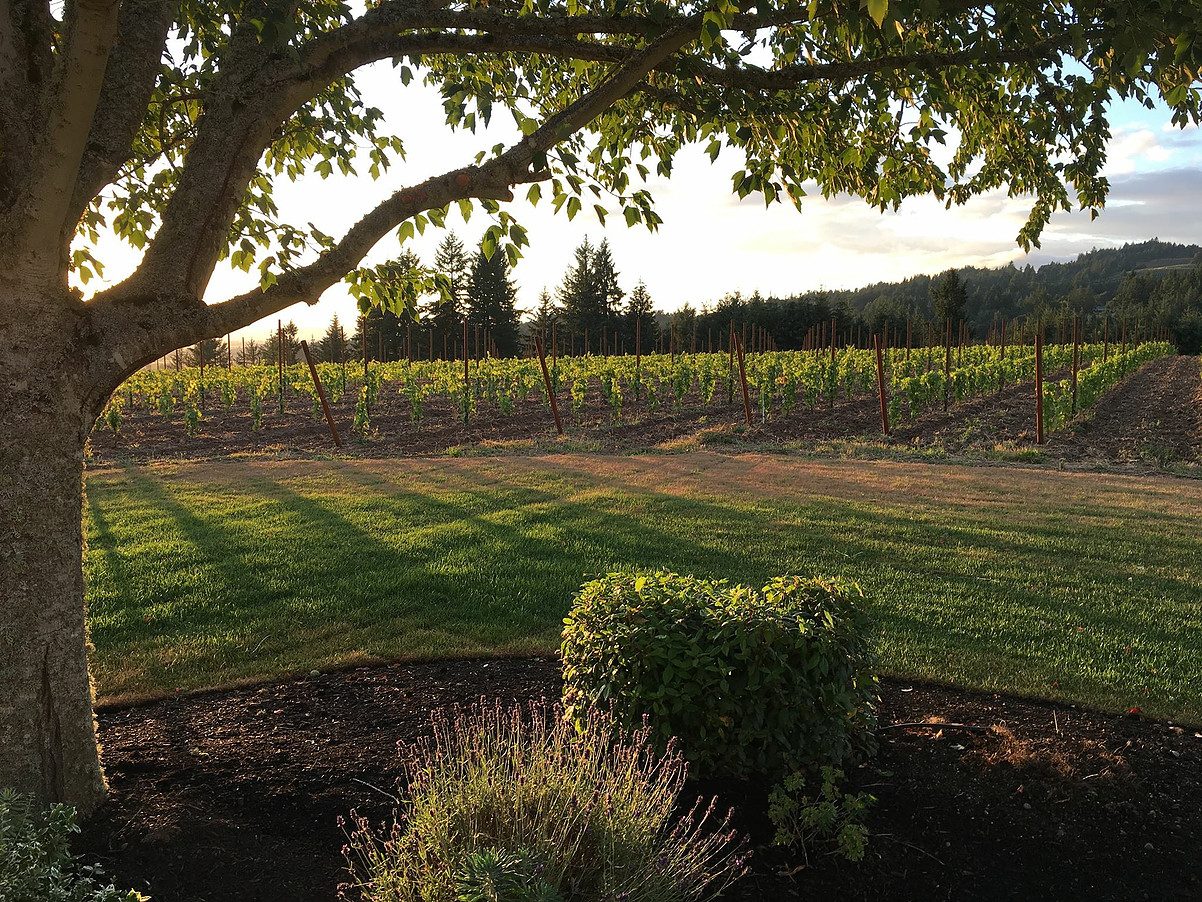 Fantastic views of the vineyard and vineyards beyond...