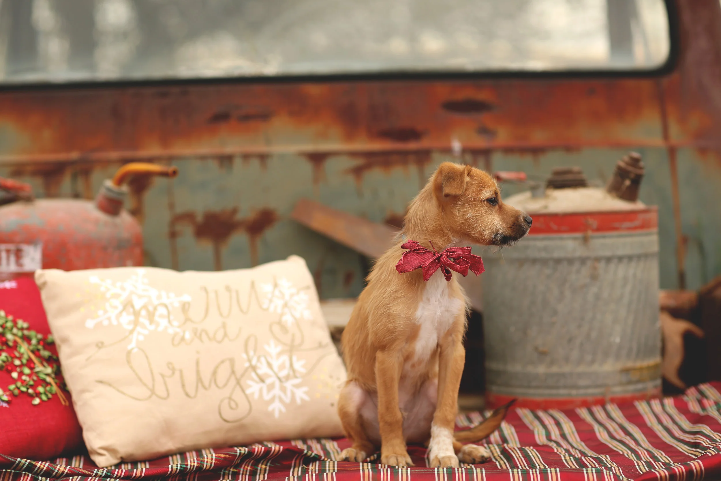 KIDS HOLIDAY PHOTOS | A Puppy for Christmas