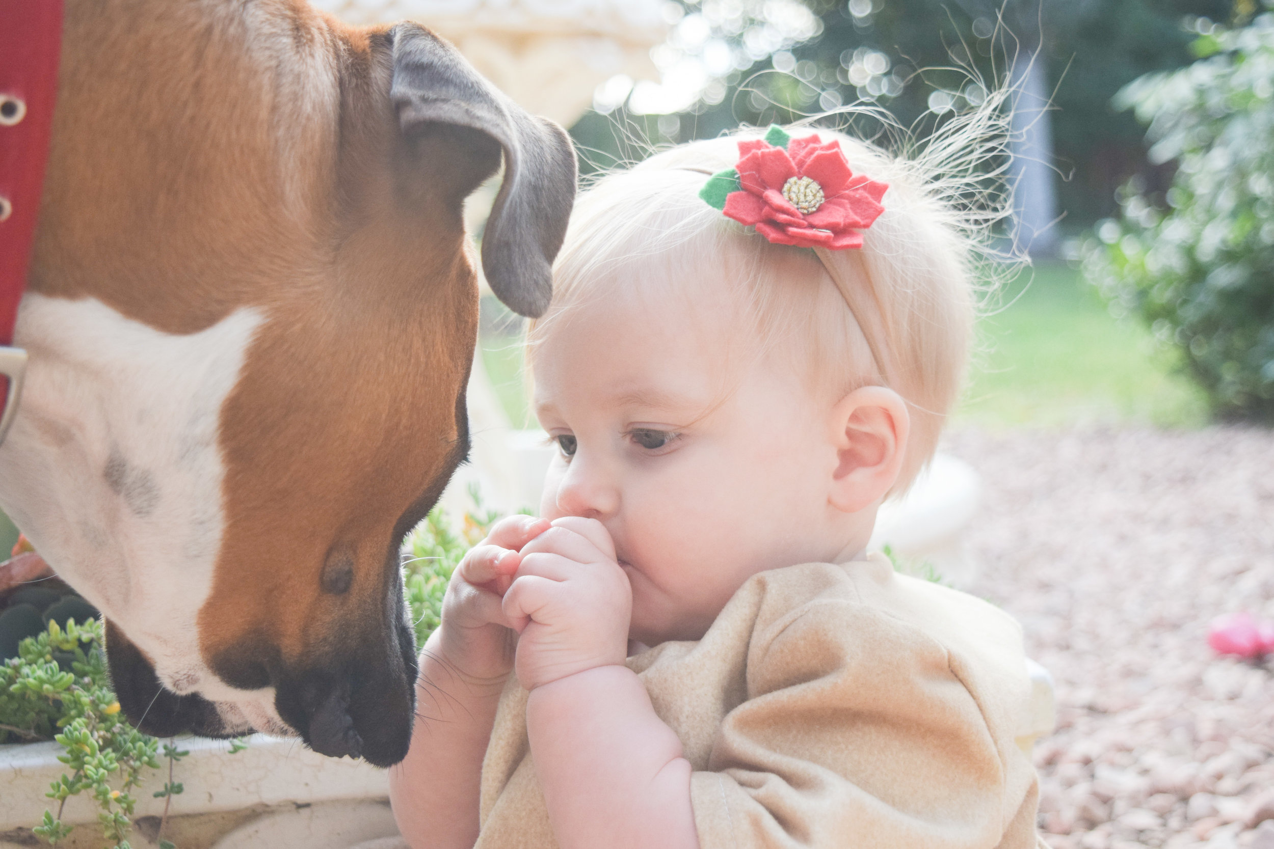 BABY FASHION | A gold baby holiday dress and red baby flower headband