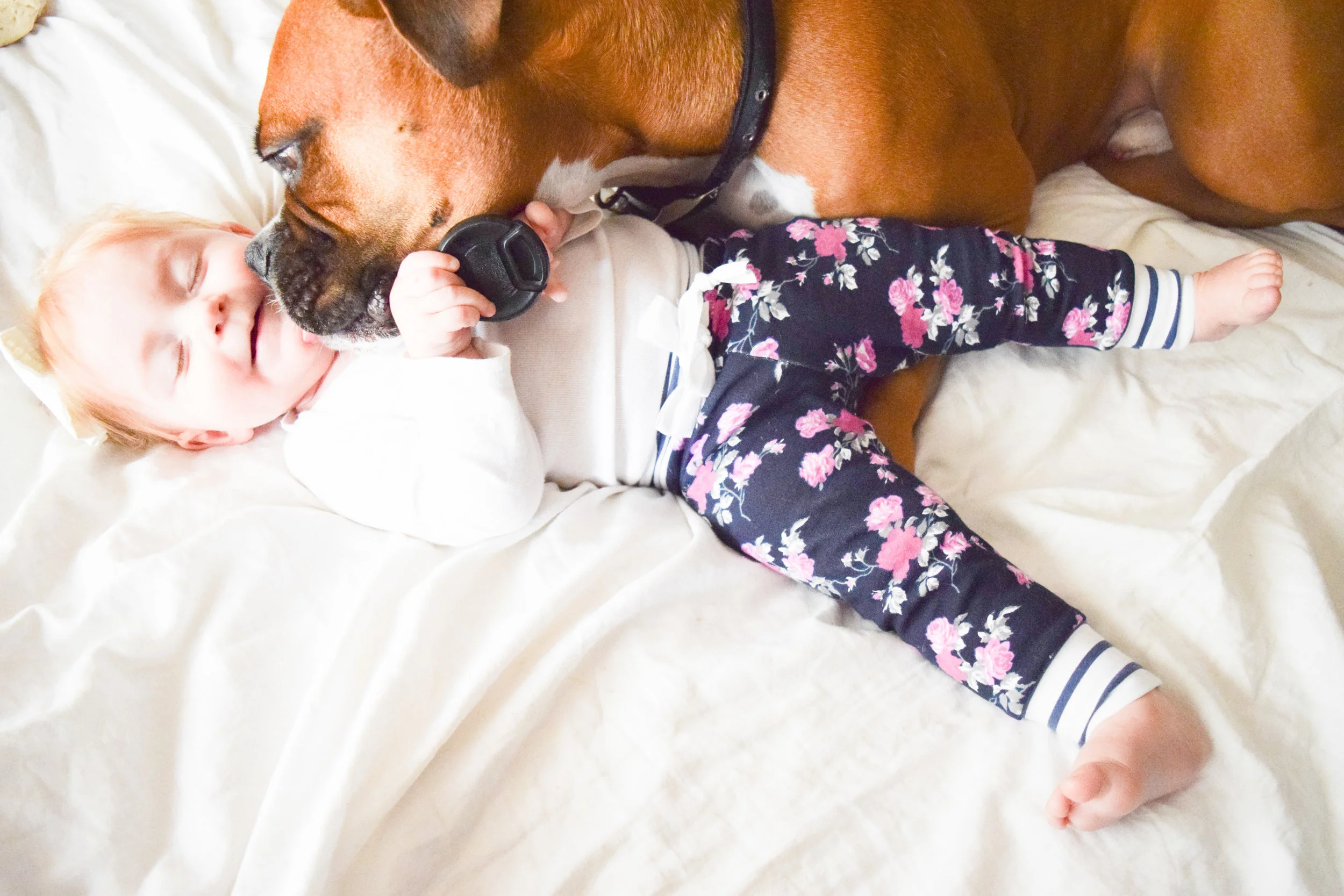 Baby + Boxer Puppy Photos - Floral Baby Joggers