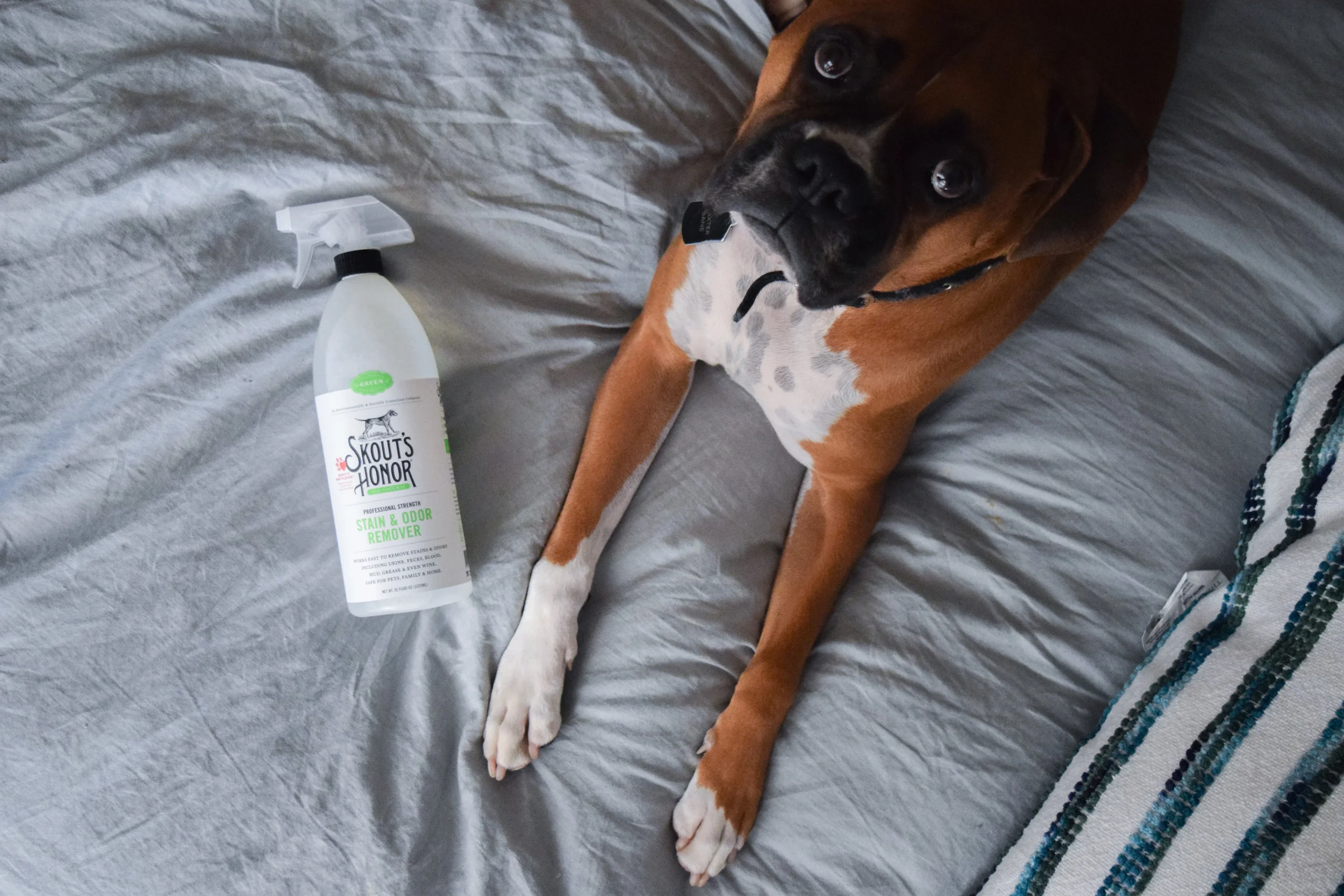 Skout's Honor - All Natural Pet Stain + Pet Odor Removal