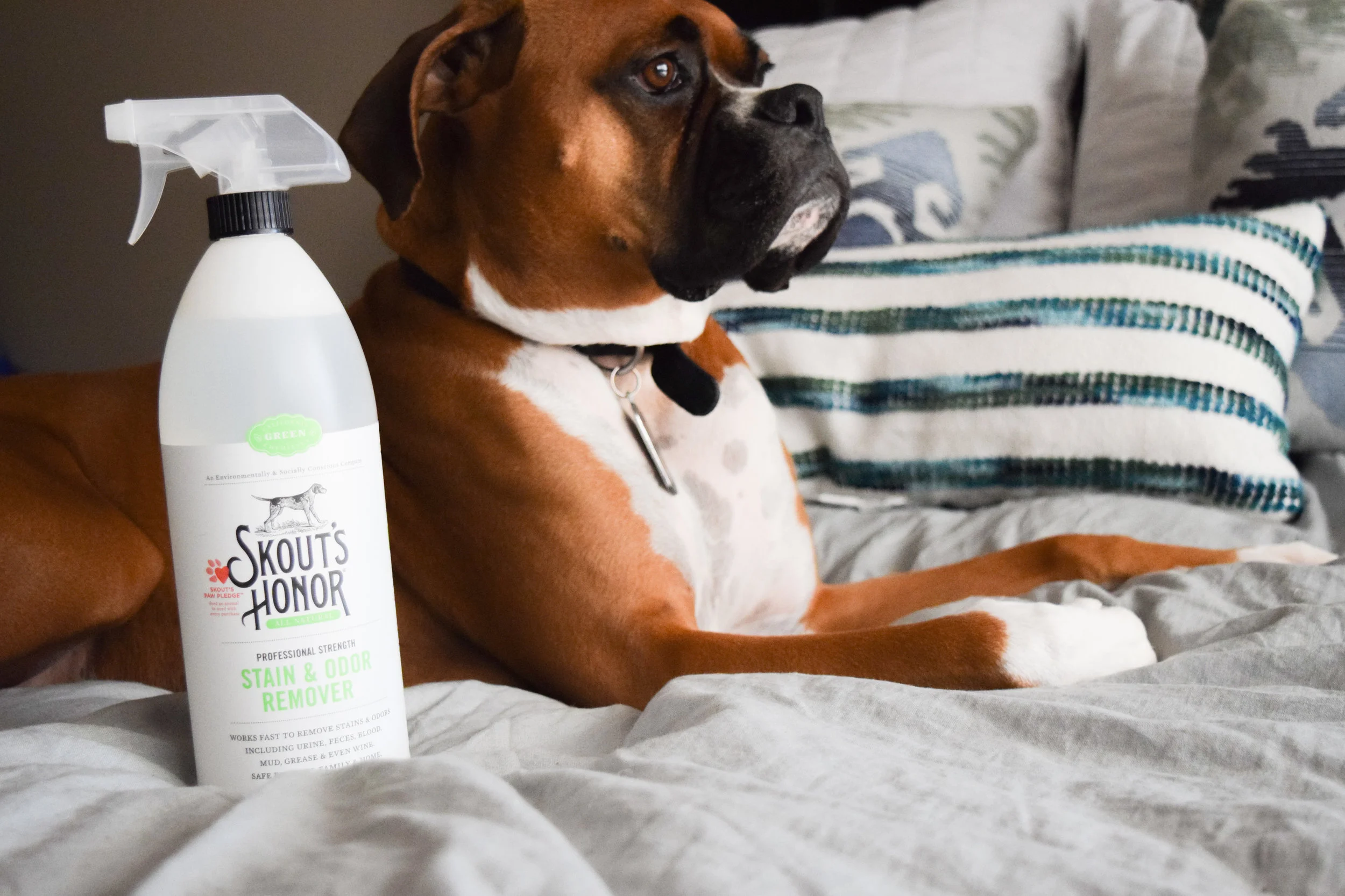Skout's Honor - All Natural Pet Stain + Pet Odor Removal