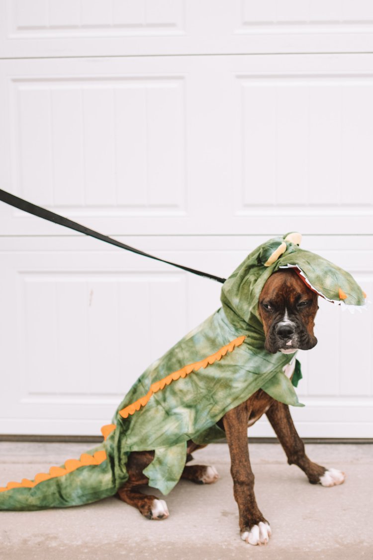 6 Family Halloween Costume Ideas - Dog Crocodile-Alligator Costume