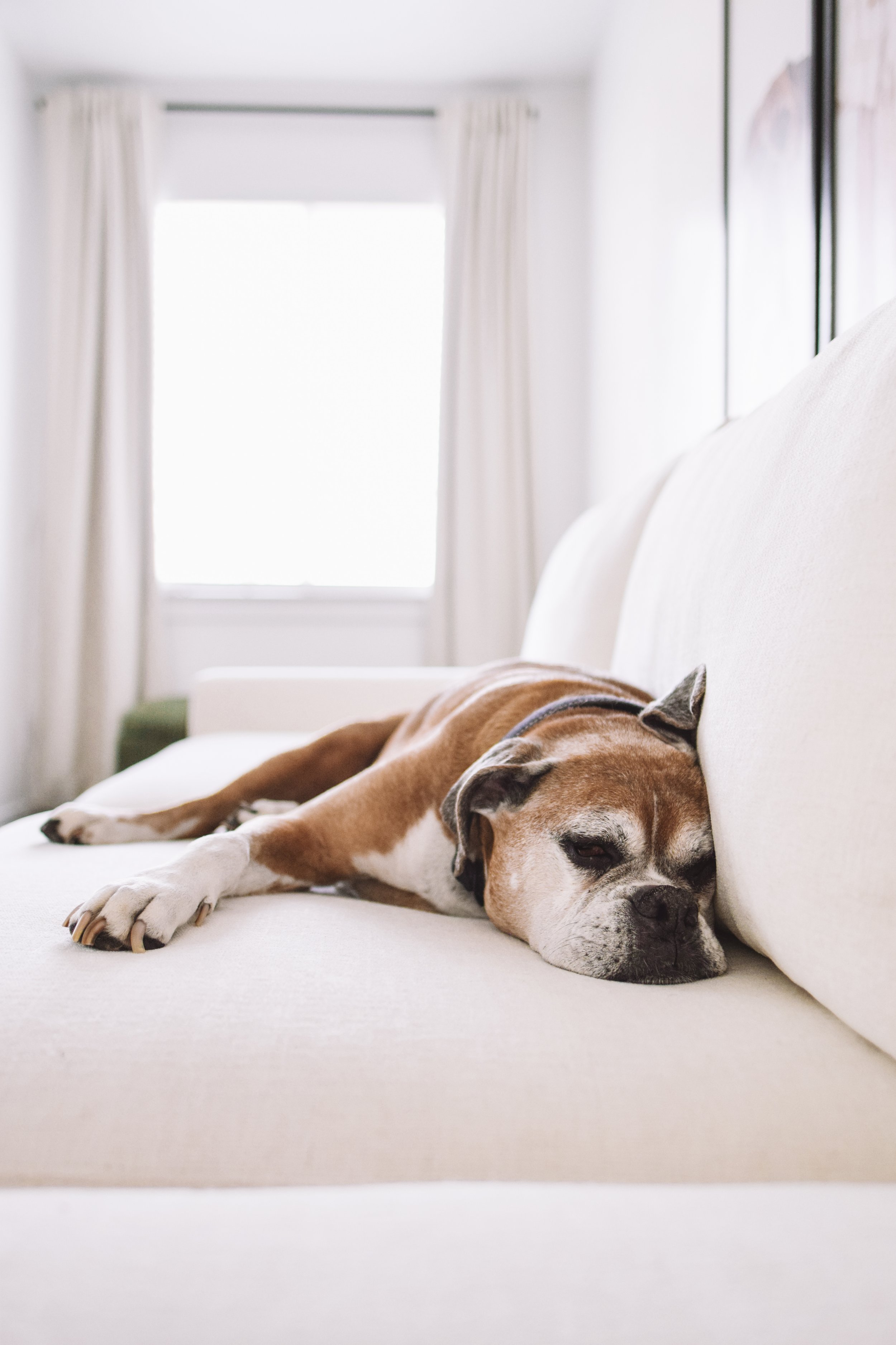 Pet-Friendly, Kid-Friendly Custom Couch from What A Room