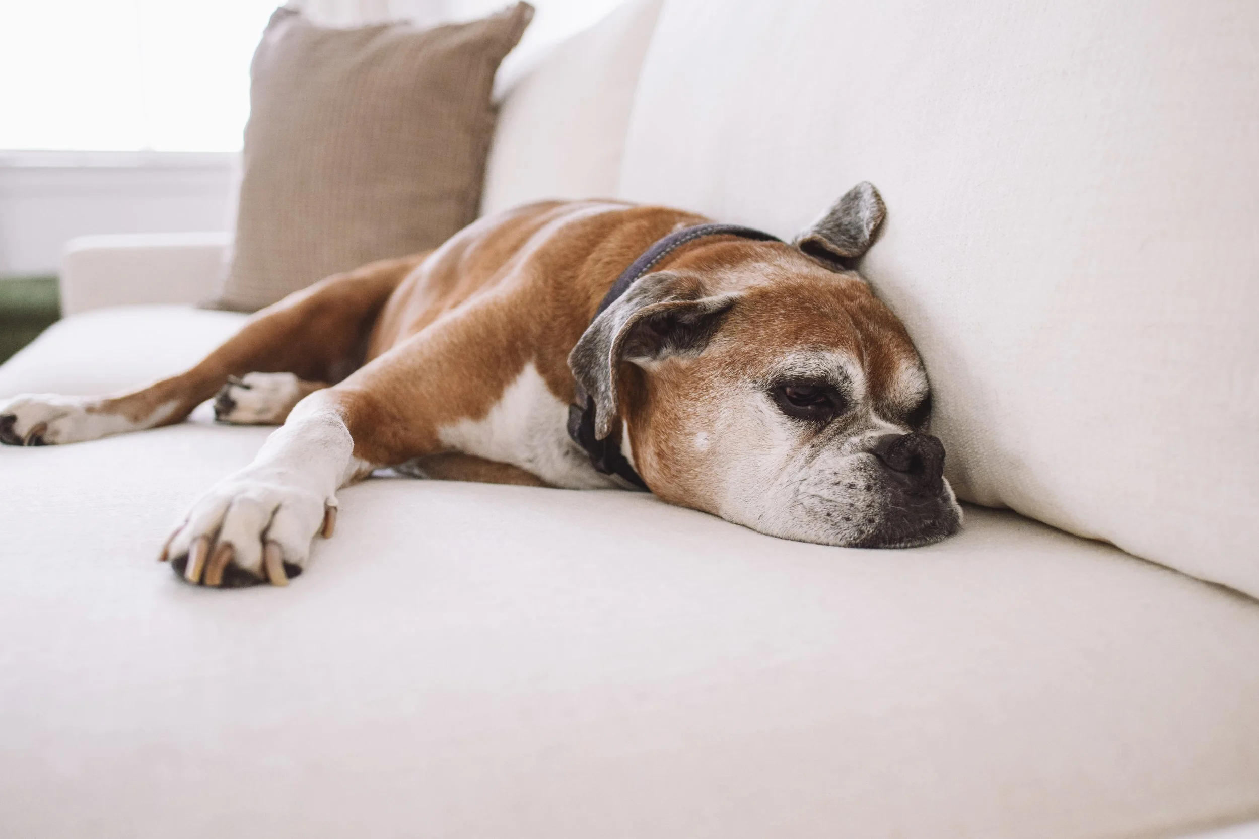 Custom Sofa, Neutral Living Room Inspo - What A Room Review