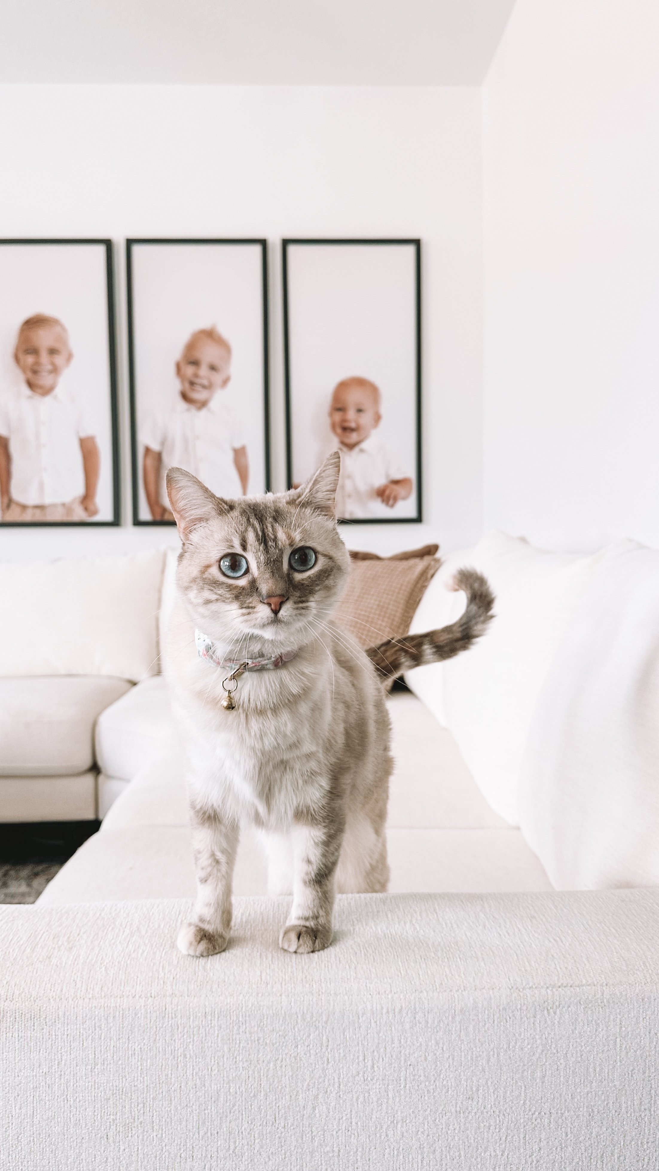 Pet-Friendly, Kid-Friendly Custom Couch from What A Room