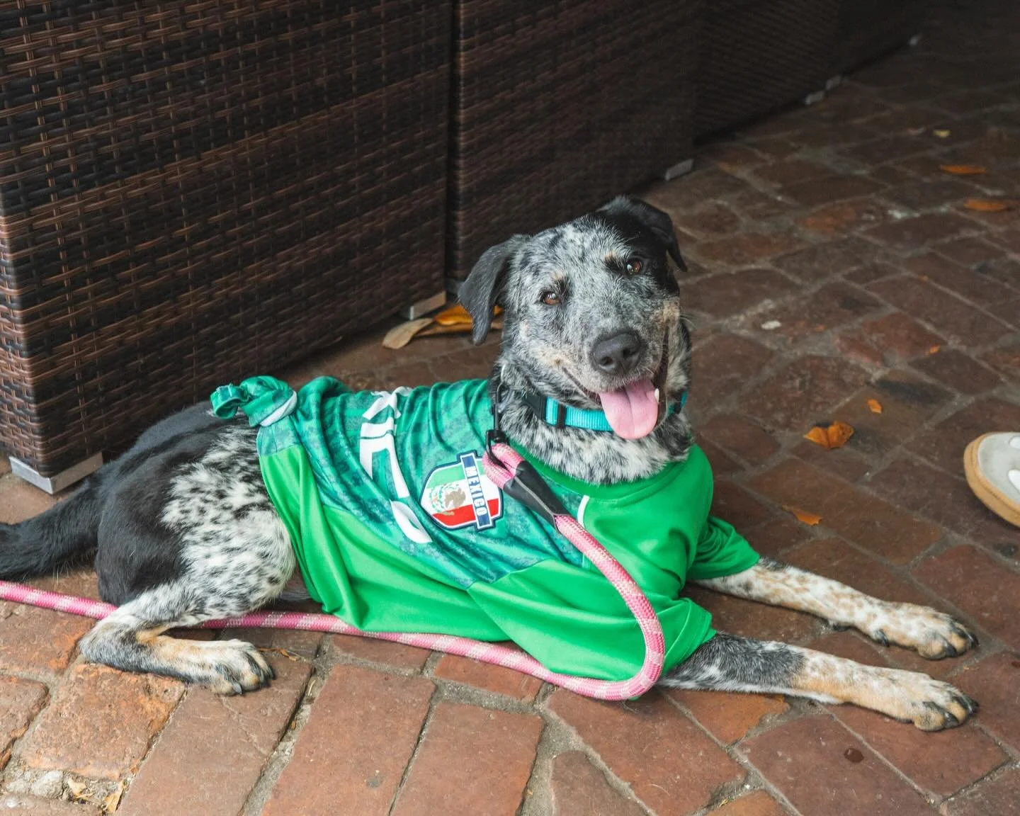 We found the PERFECT model for both our World Cup watch party and our Tito&rsquo;s Yappy Hour! 🐶 

Come watch Mexico vs South Africa World Cup game on our updated patio and visit our Yappy Hour 5-7pm!

Puppies for adoption!!

#stlwatchparty #fifawor