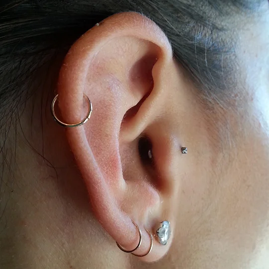 helixtragus.jpg