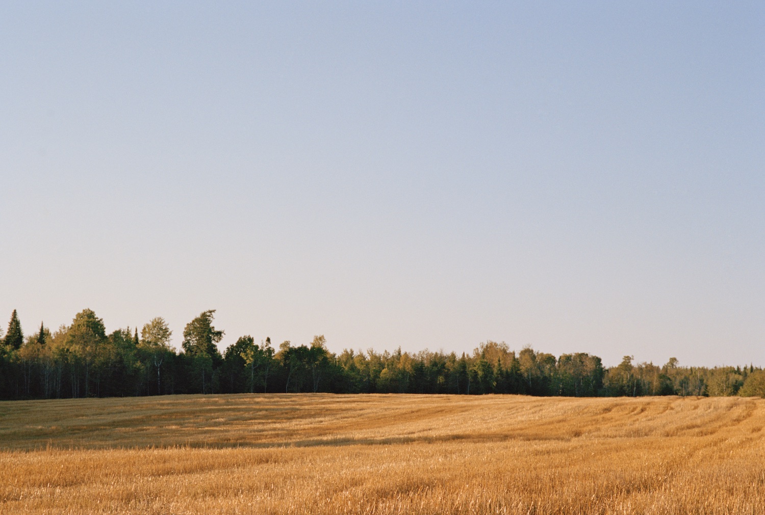 Shaw Road Wheatfield