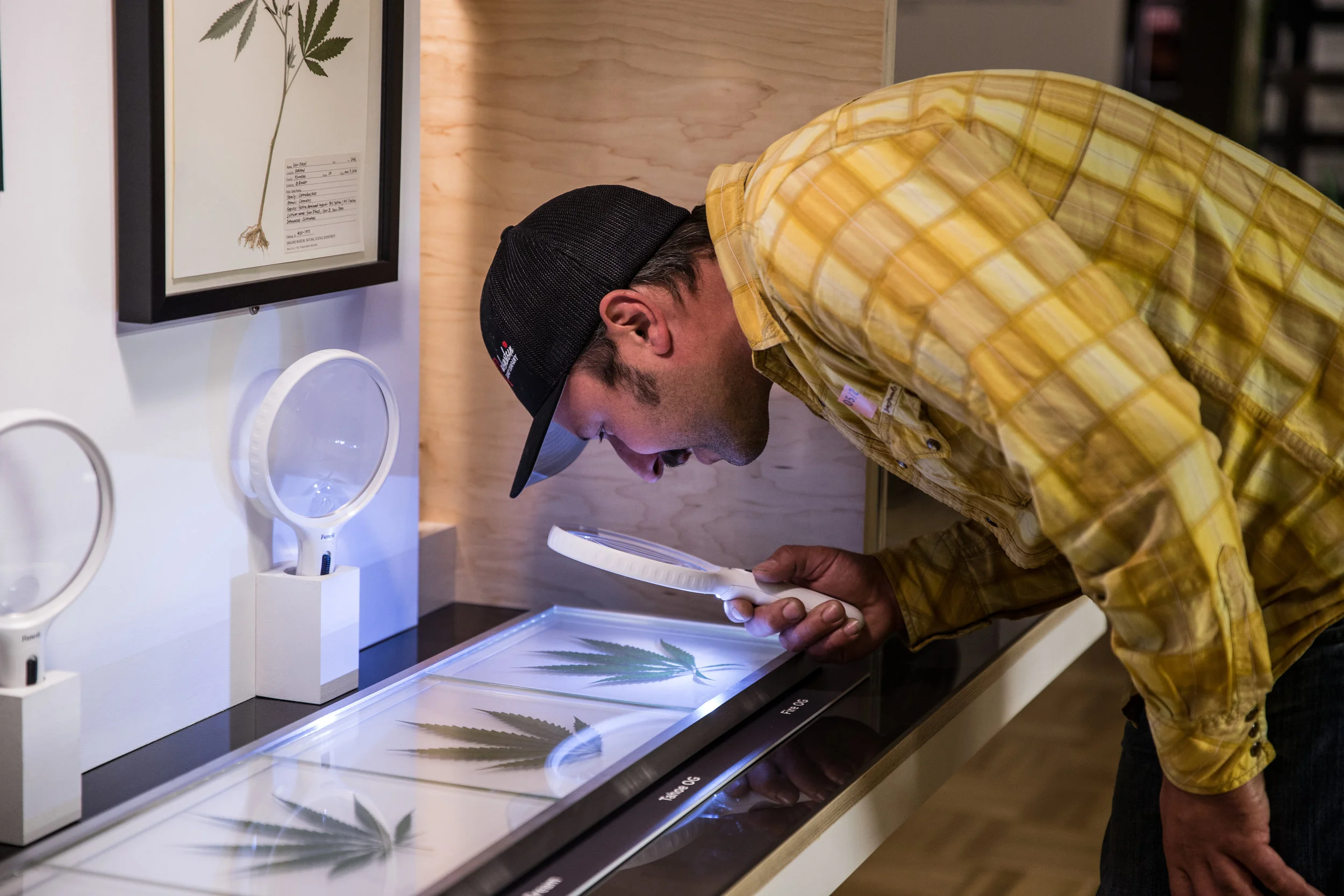 From Altered State: Marijuana in California , 2016. Courtesy of Oakland Museum of California. Photo: Odell Hussey Photography .
