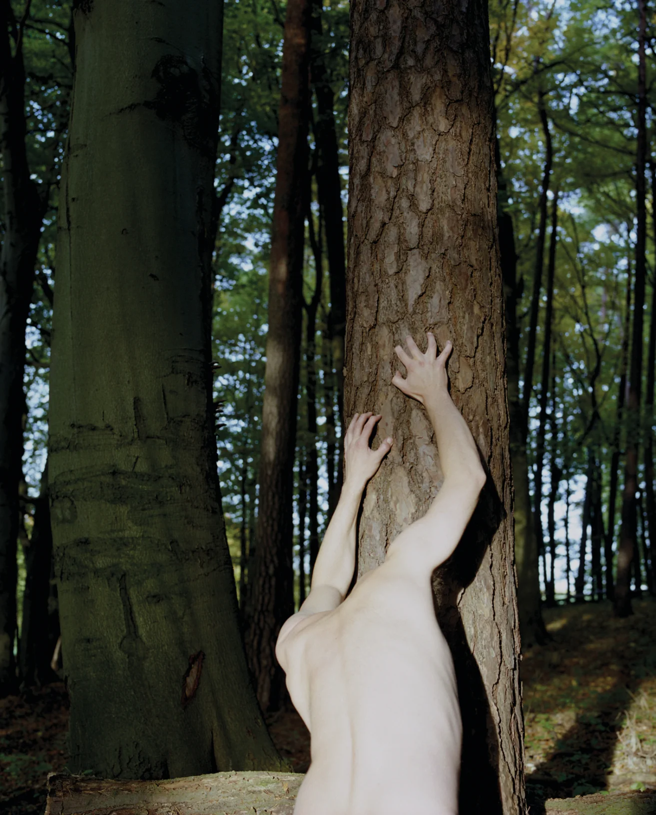 “Metamorphosis 1, Der Baummensch”, 2012, 65 x 80cm, C-print, Ed: 4 + 2ap.