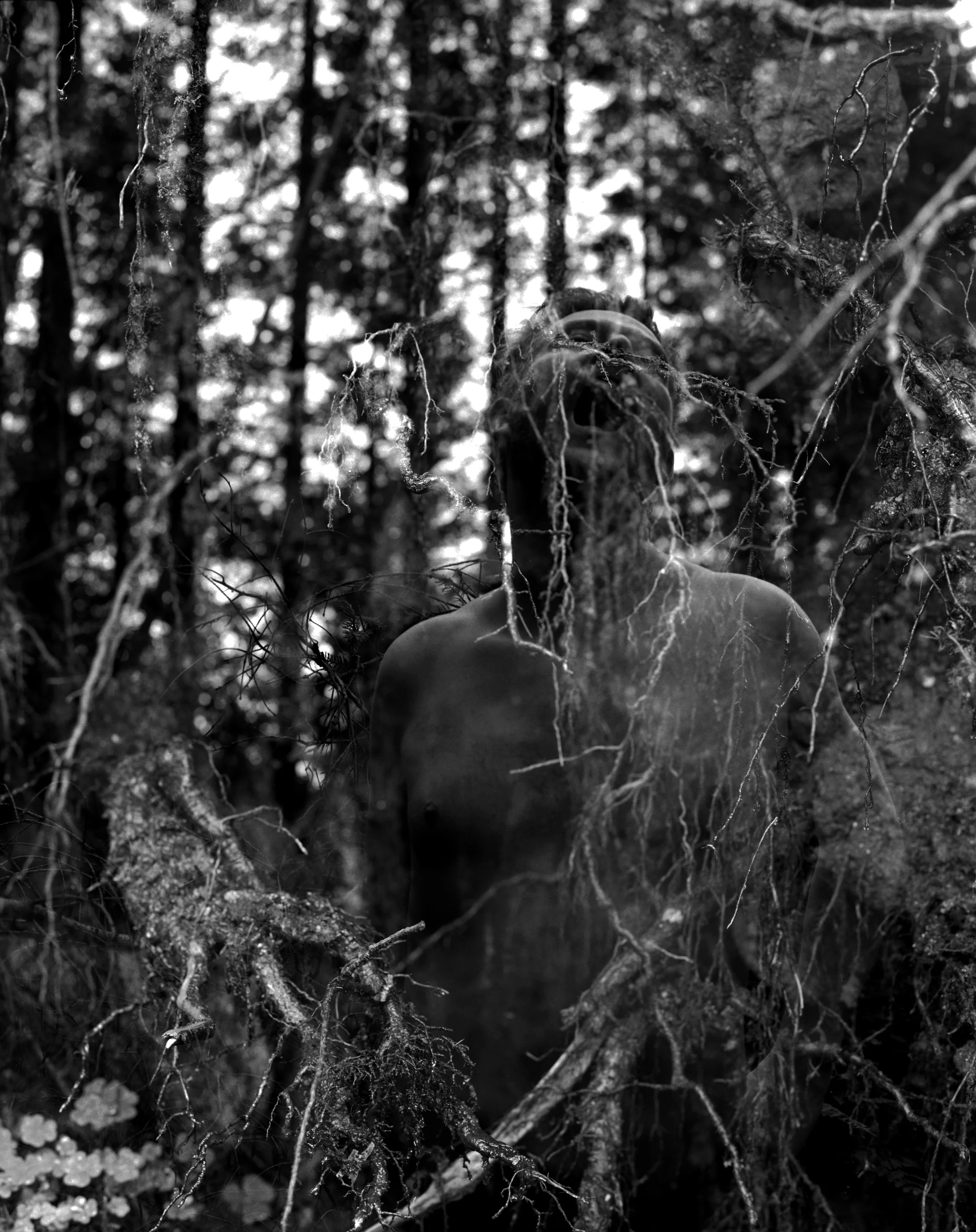 “I Can’t Leave These Trees, They Have Taken Some of My Soul 4”, 2018, 50 x 60cm, Silver Gelatine Print, Ed: 4 + 2ap