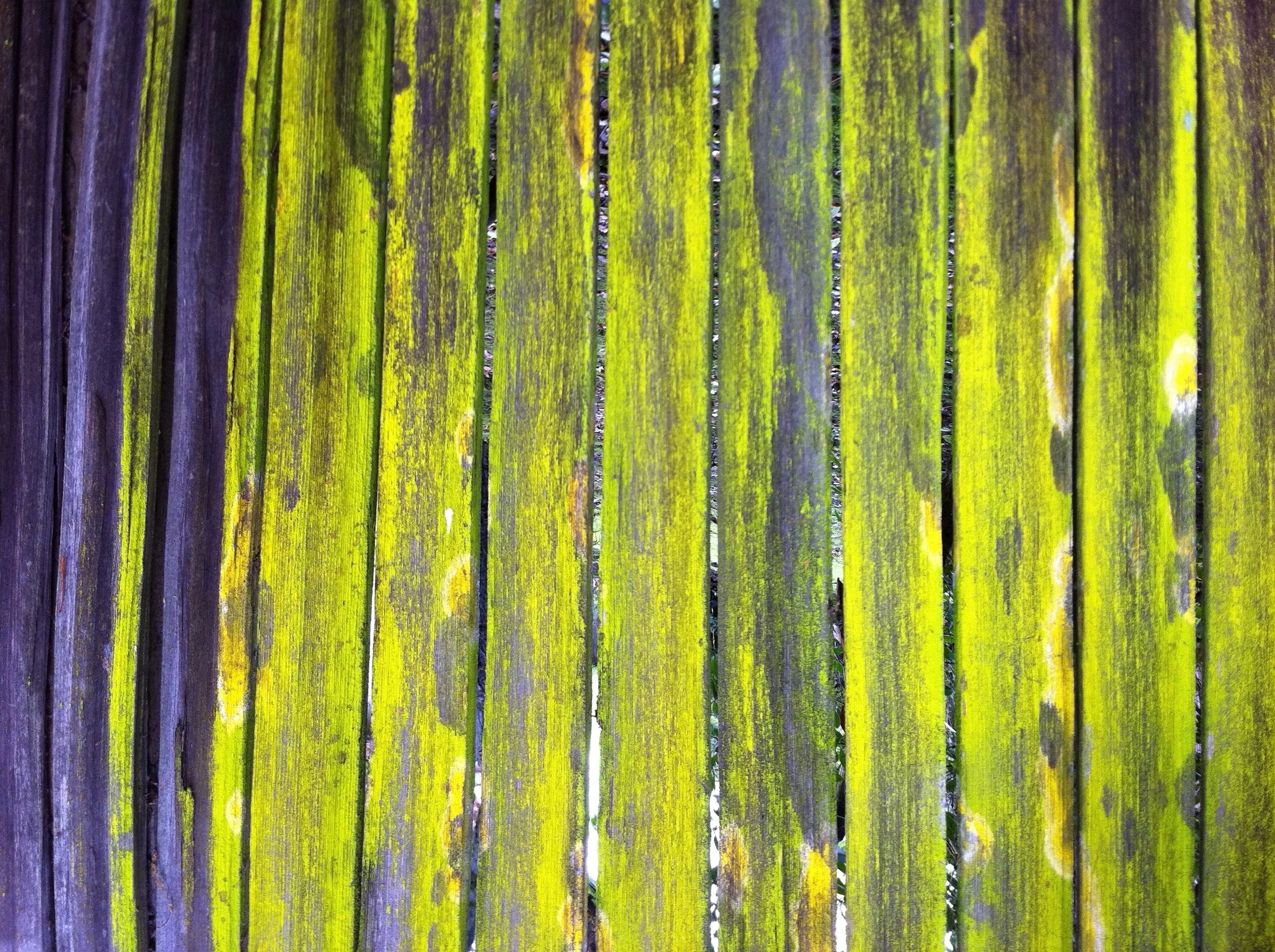 'GLOWING FENCE MOSS'