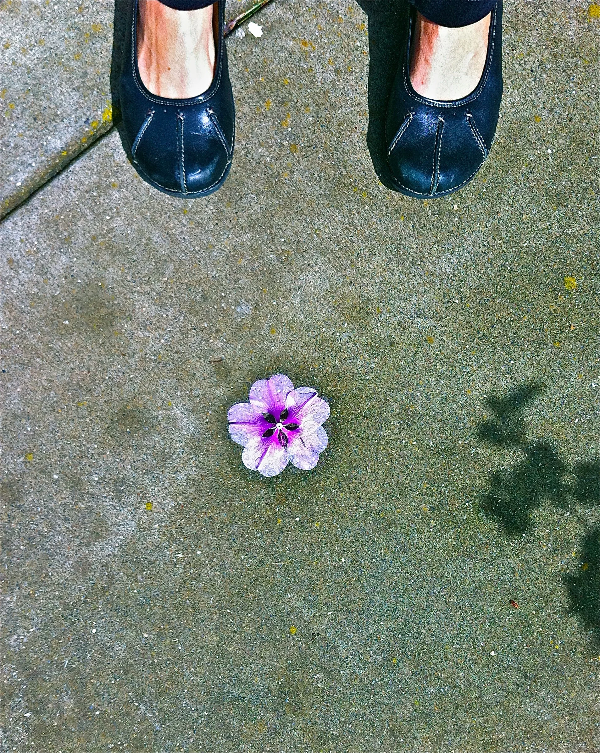'RAIN PRESSED SIDEWALK FLOWER'