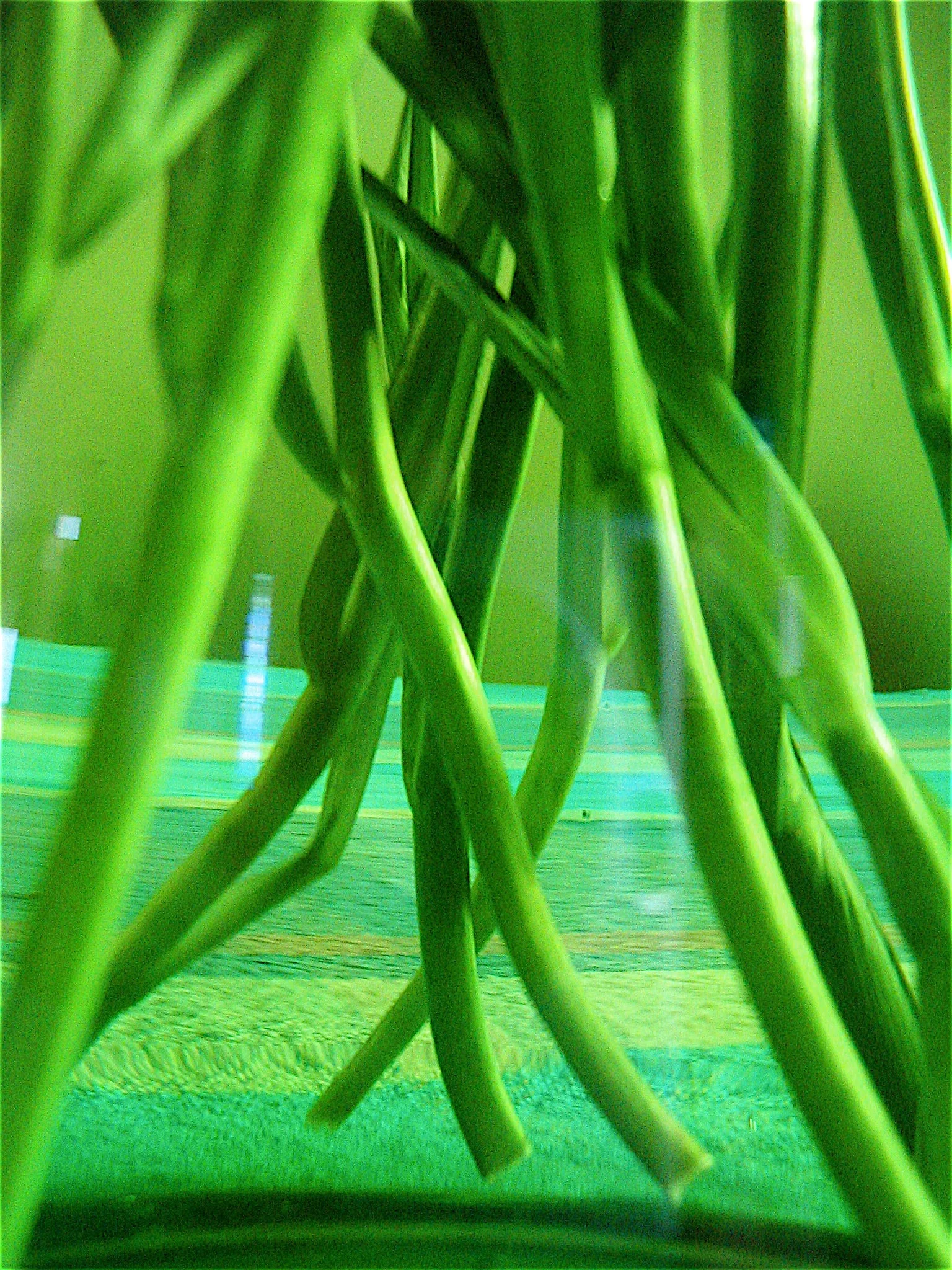 'DANCING STEMS'
