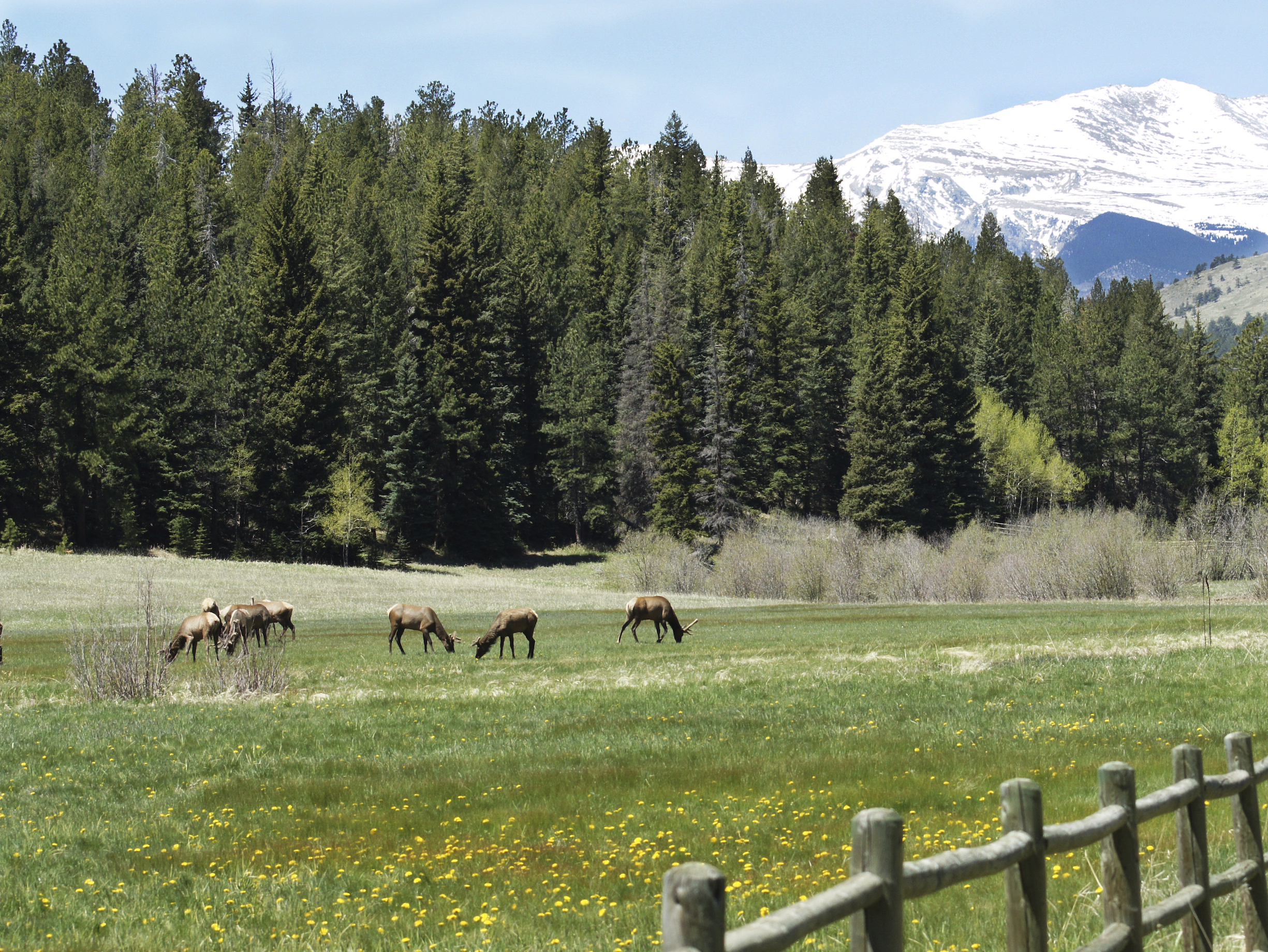 Evergreen Elk 2.jpg
