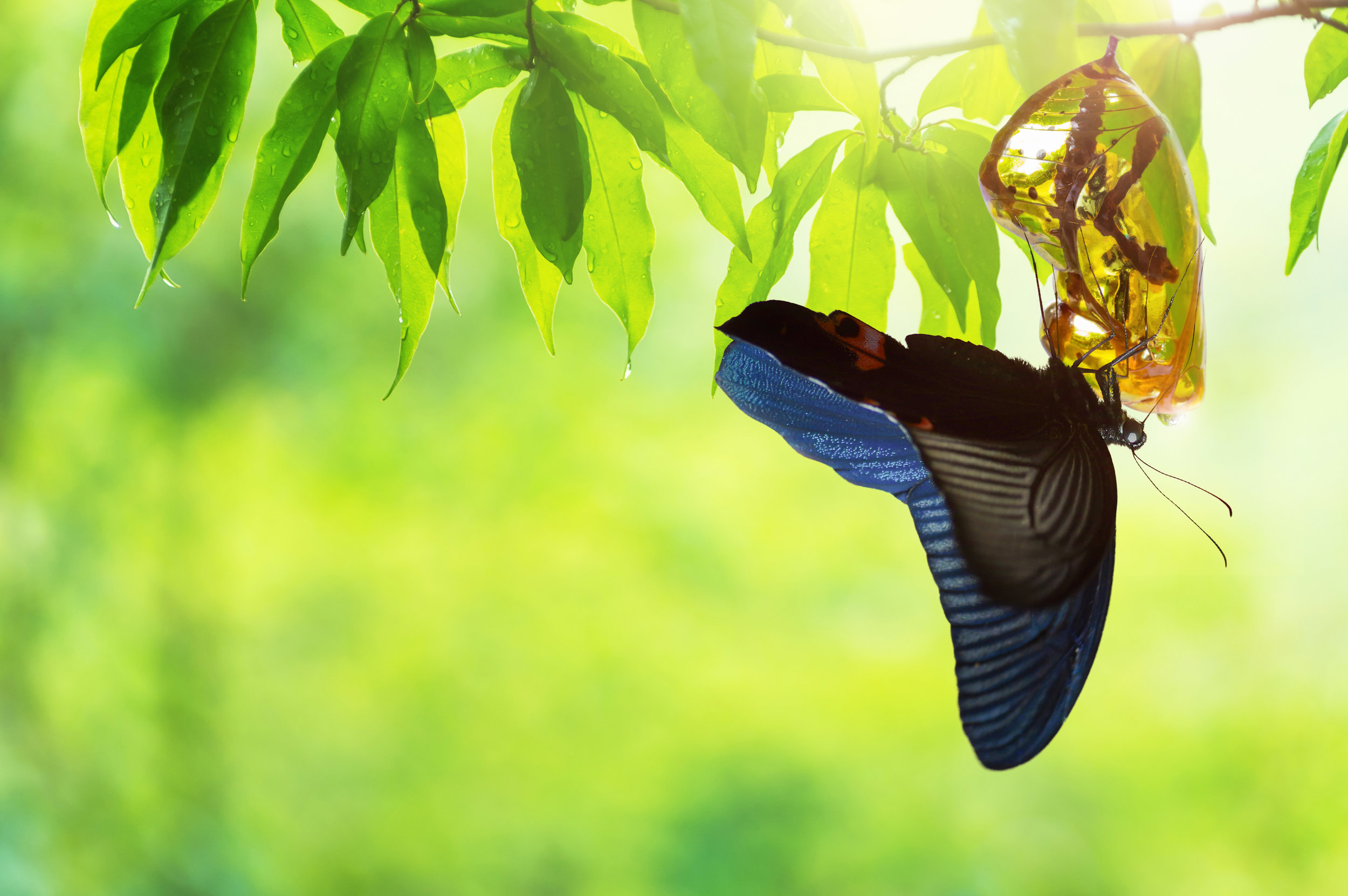 AdobeStock_218954593.jpeg