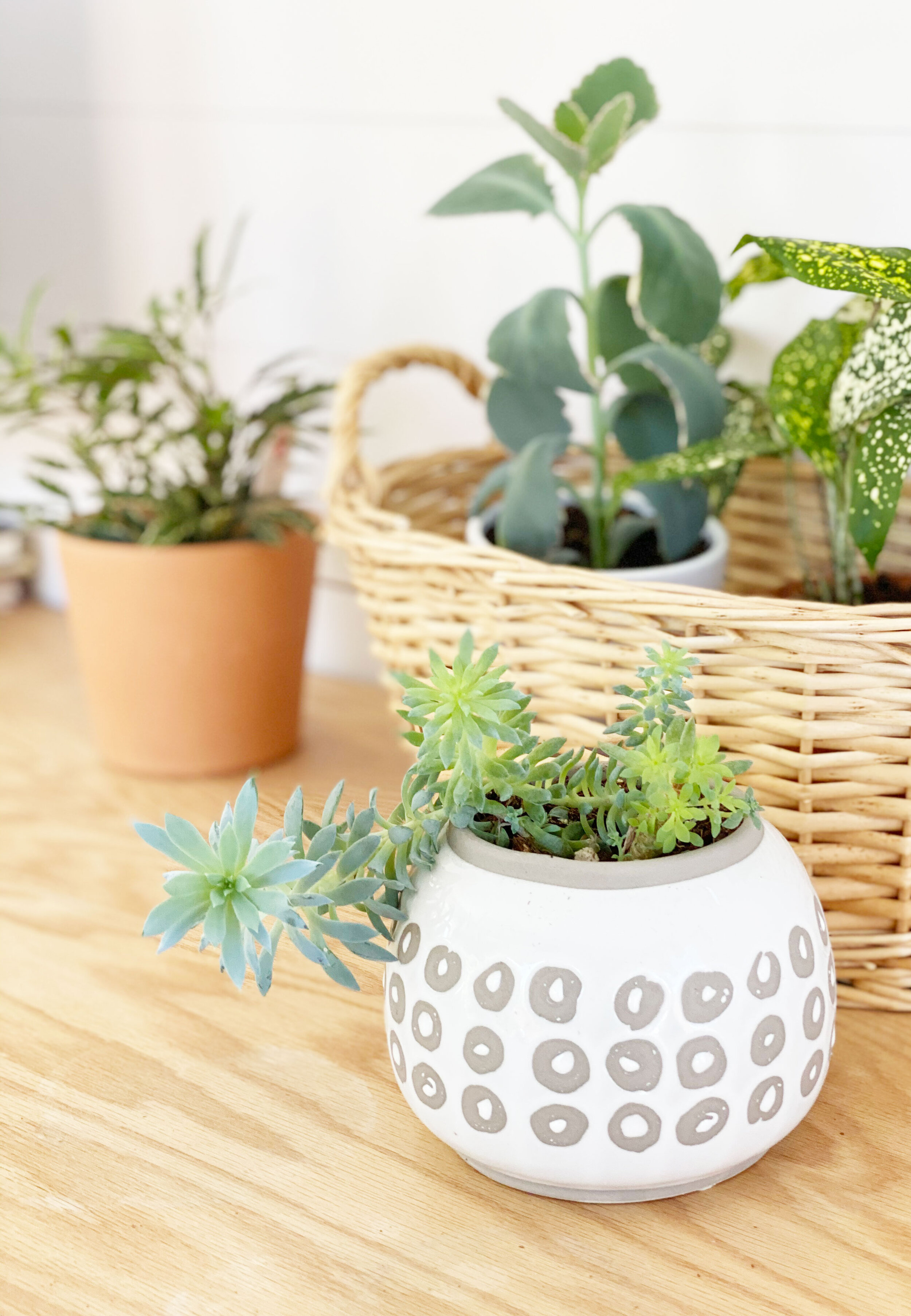  Some of my favorite plants. Did I mention I LOVE plants? This studio is so sunny (12 windows!) that there’s a perfect spot for all kinds of species. This little planter with the crazy succulents is one that reminds me of my hair in the morning. Haaa